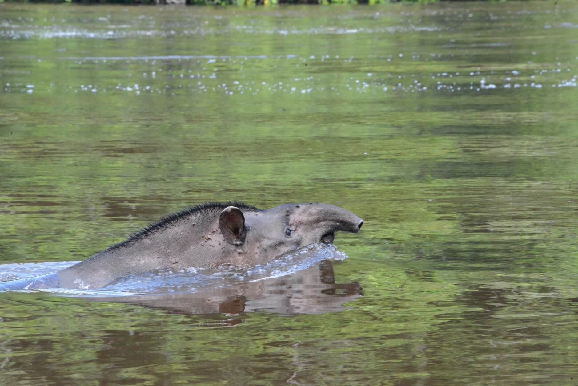 Tapir.