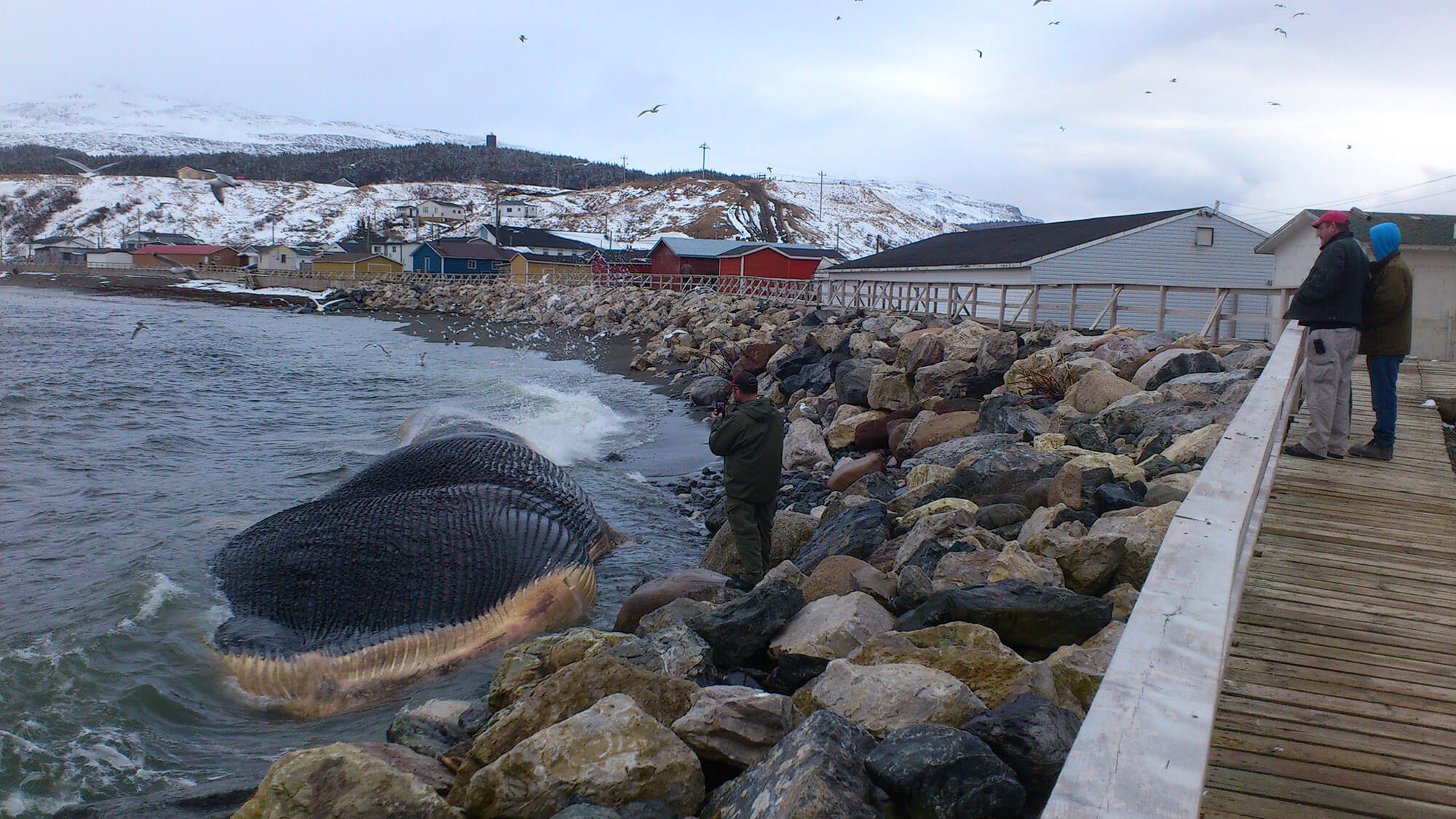 Baleine bleue.