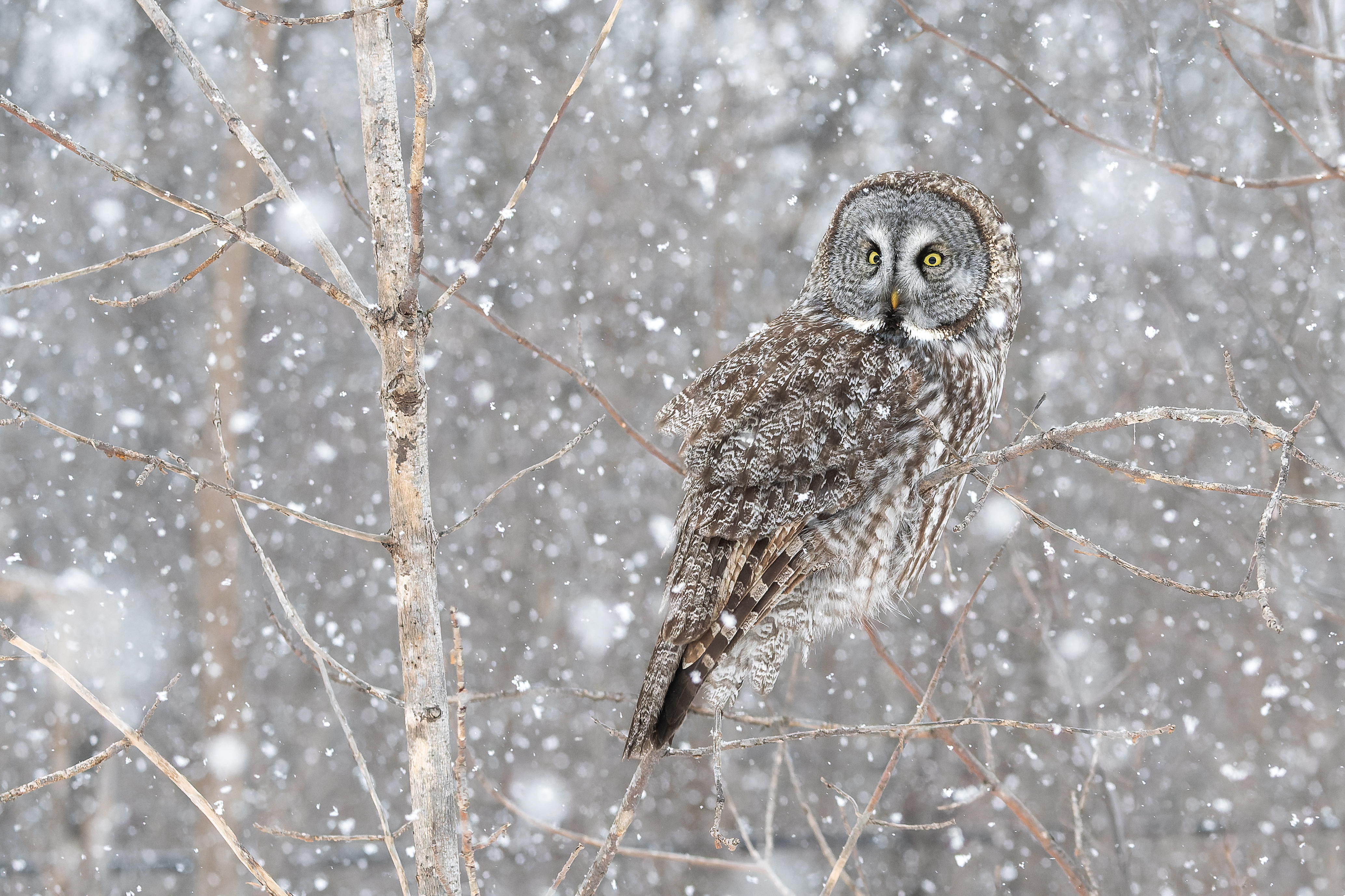 Great grey owl. 