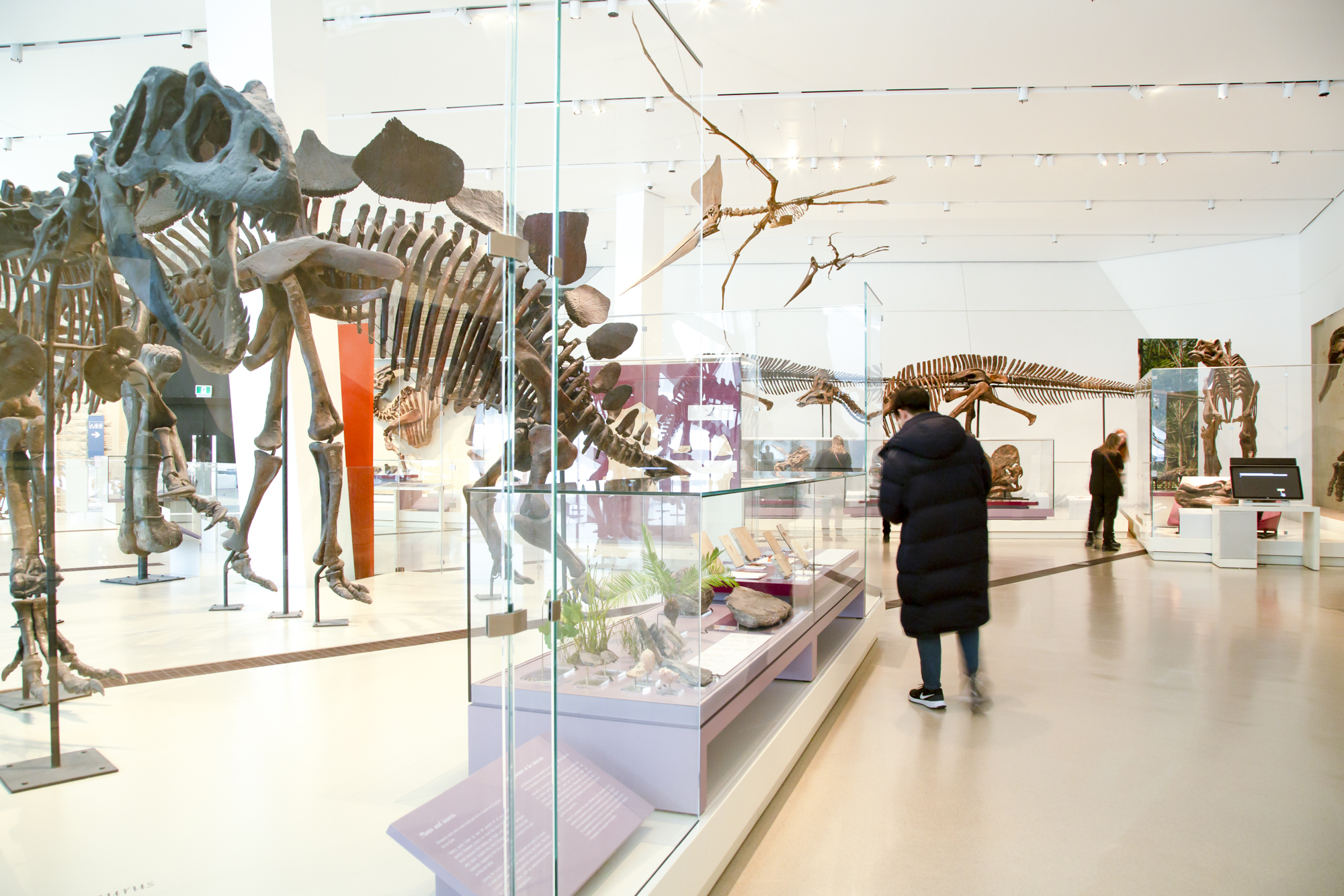 Des personnes se déplacent dans une galerie de squelettes de dinosaures.