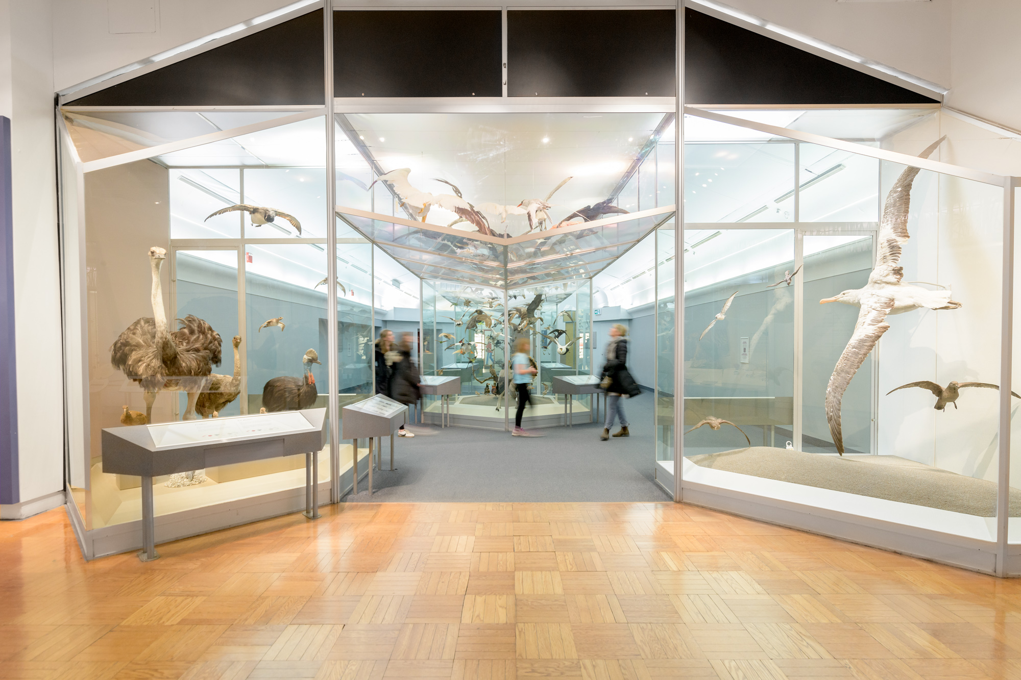 Des personnes se déplacent dans une galerie entourée d'oiseaux suspendus en plein vol.