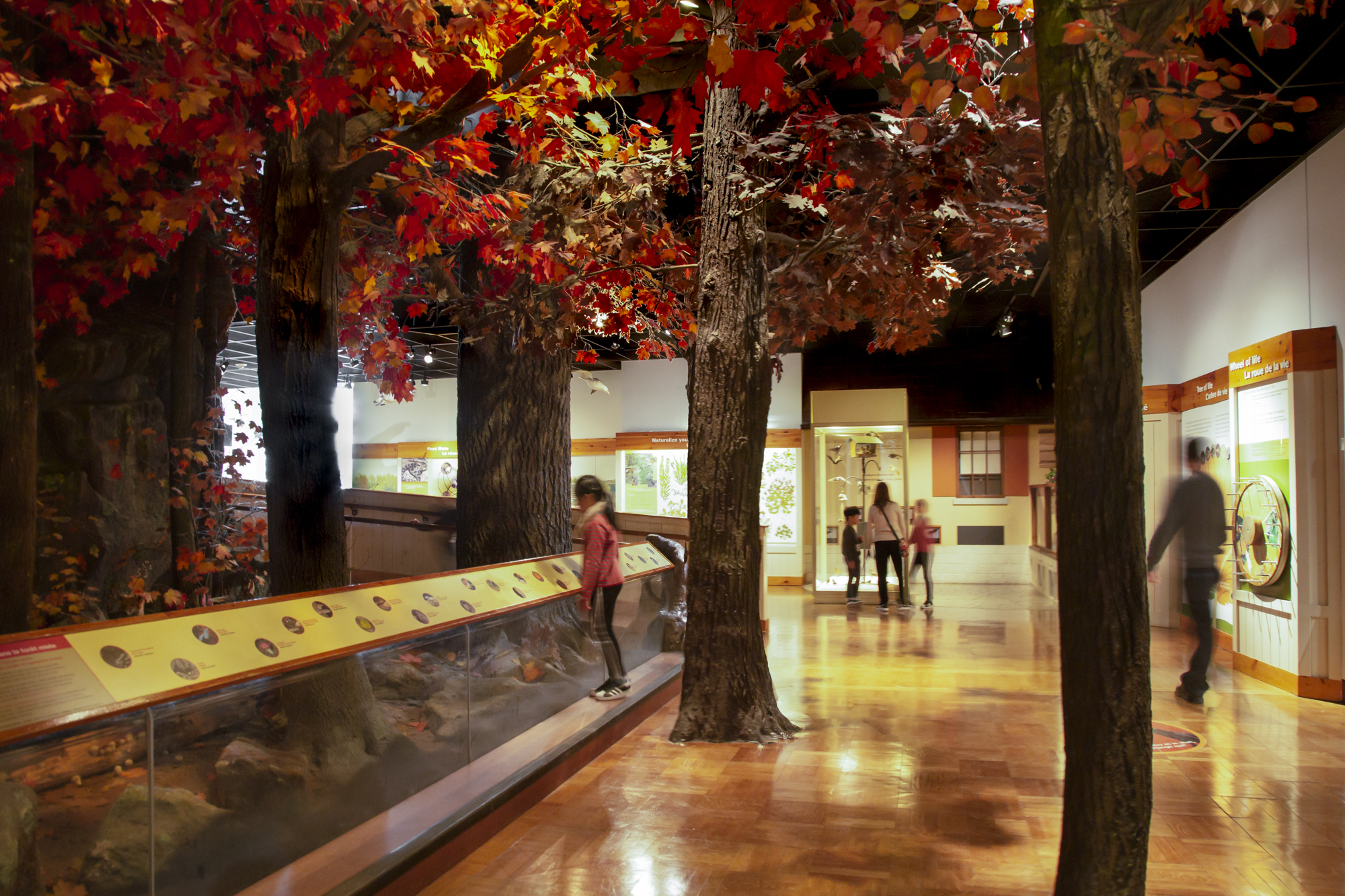 Des personnes regardent une galerie présentant une scène d'automne, avec des arbres aux feuilles rouges. 