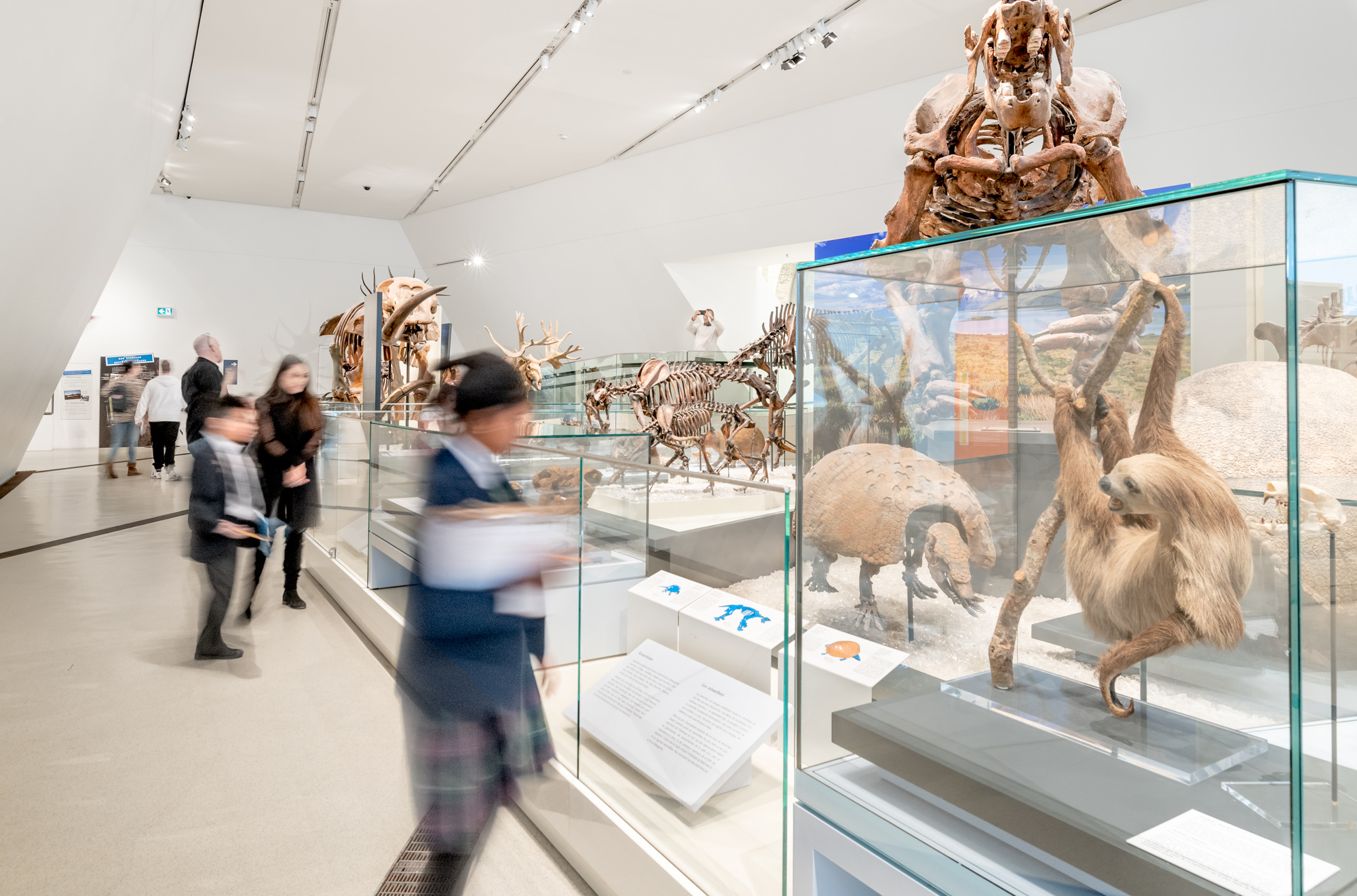 Des enfants se précipitent pour observer des squelettes de mammifères. Un paresseux et un tatou sont visibles au premier plan, et un grand squelette de mastodonte se profile à l'arrière-plan.