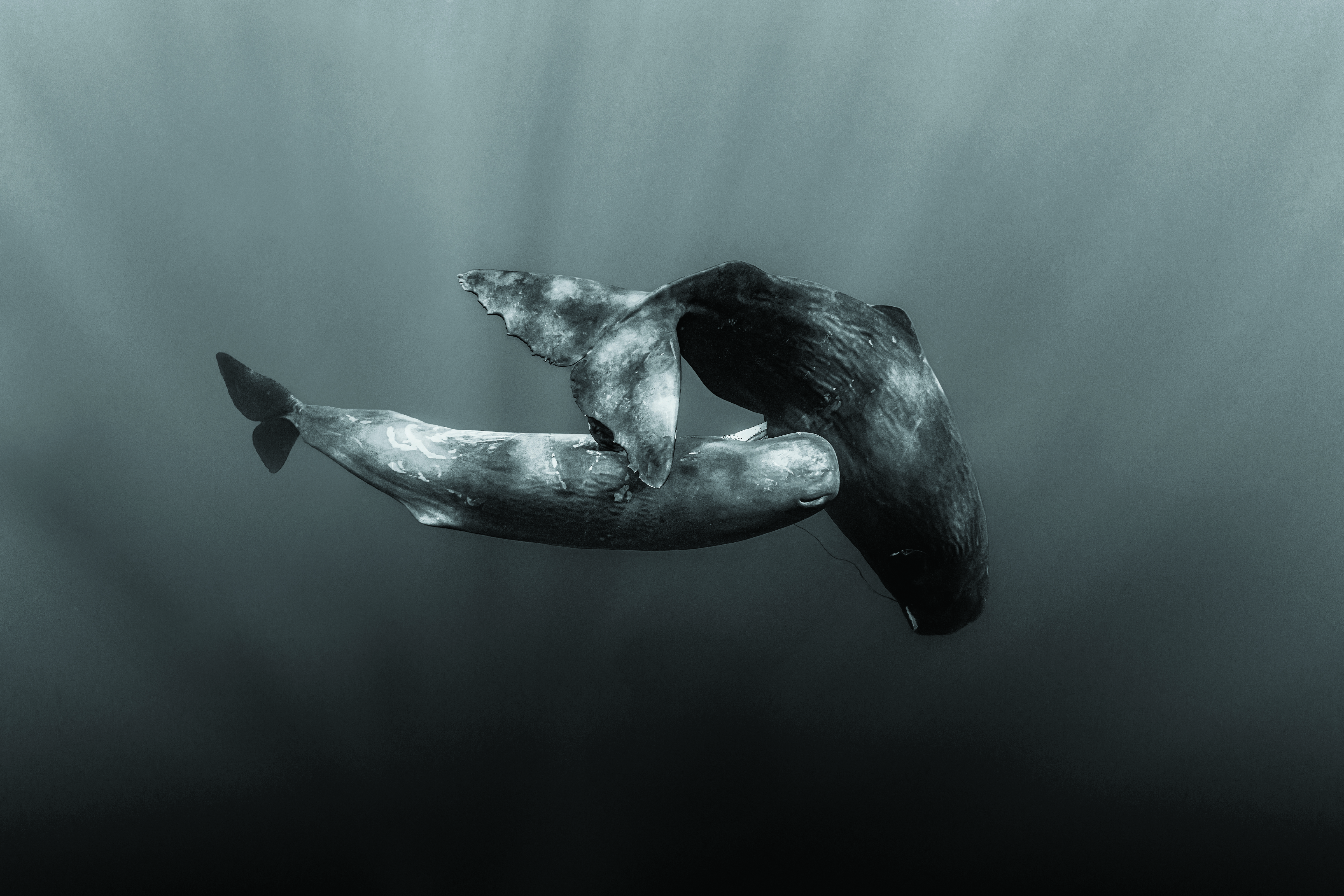 Two sperm whales