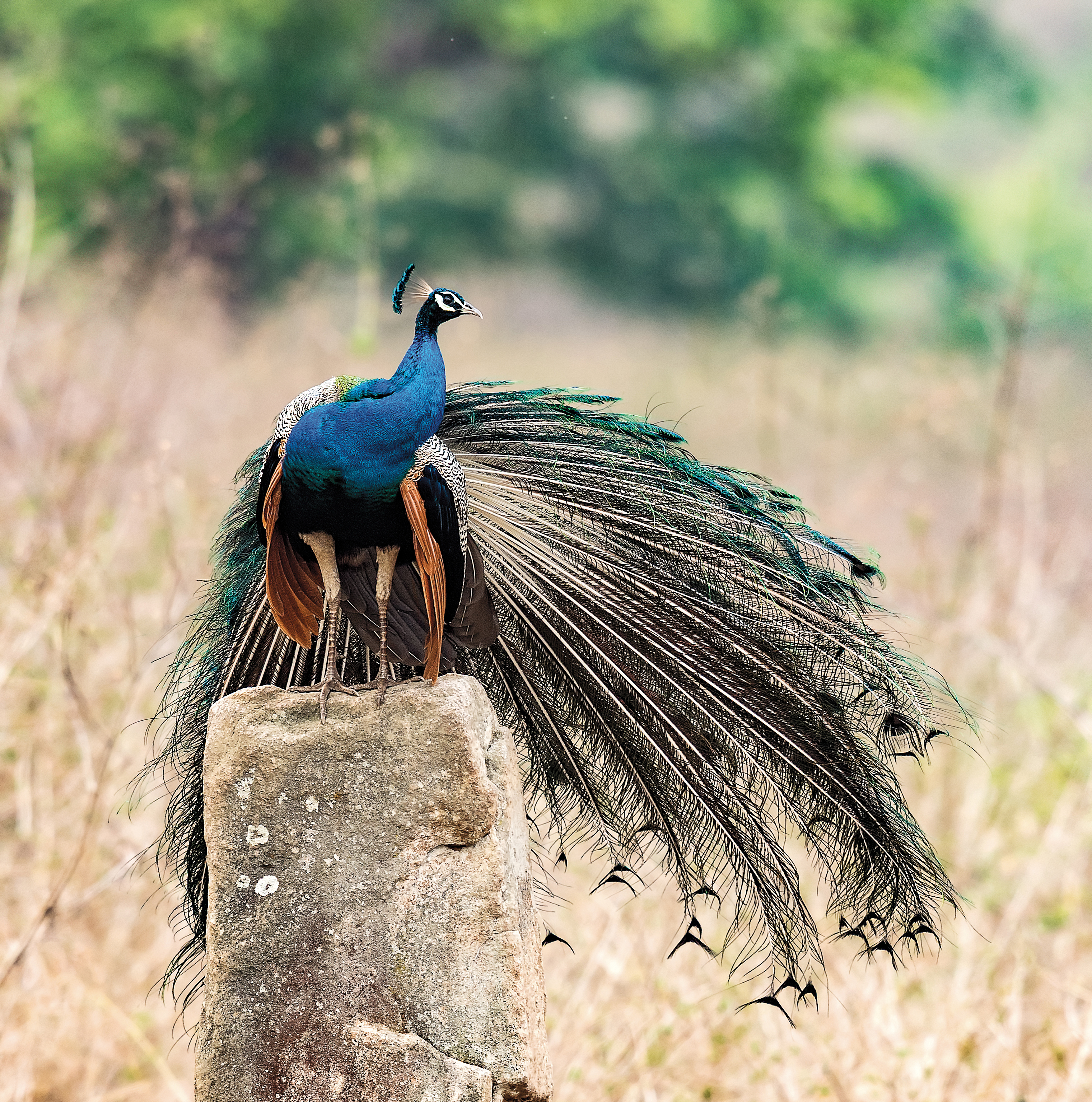 Peacock standing on a concrete column surrounded by golden grasses and trees.