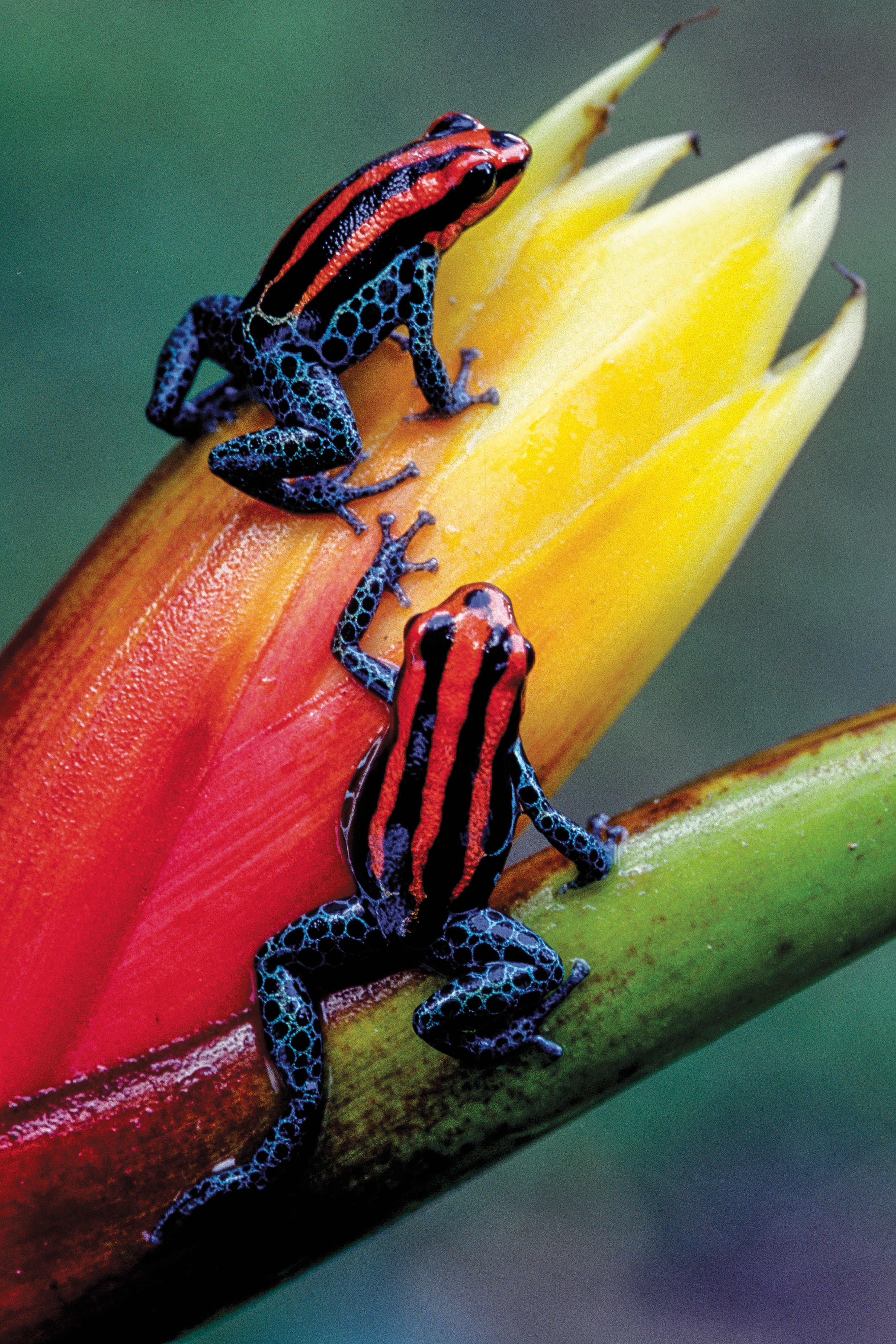 Two poison darts frogs on a flower