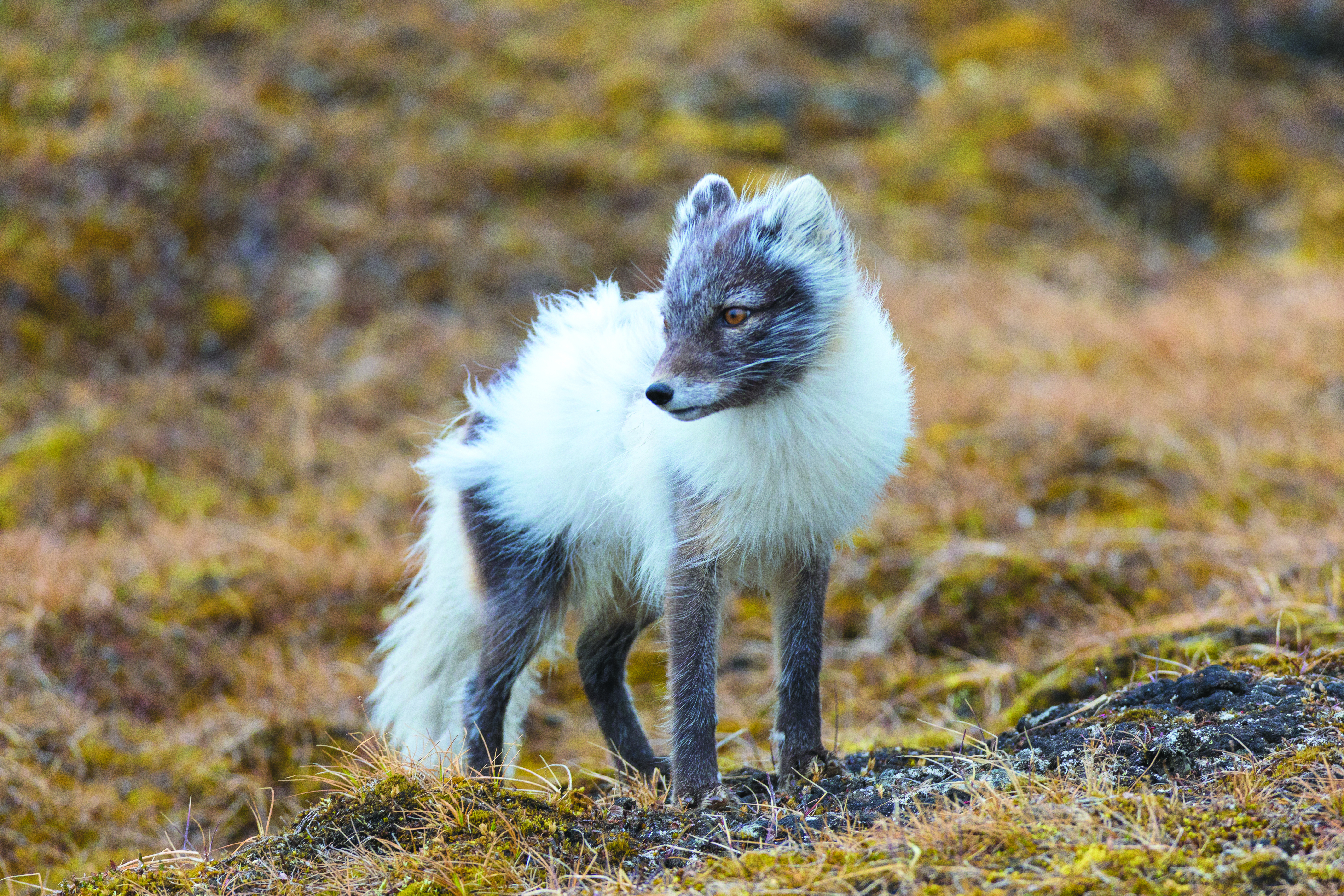 Renard arctique debout dans un champ, avec d'épaisses plaques de fourrure blanche poussant sur la fourrure brune plus fine de l'été.