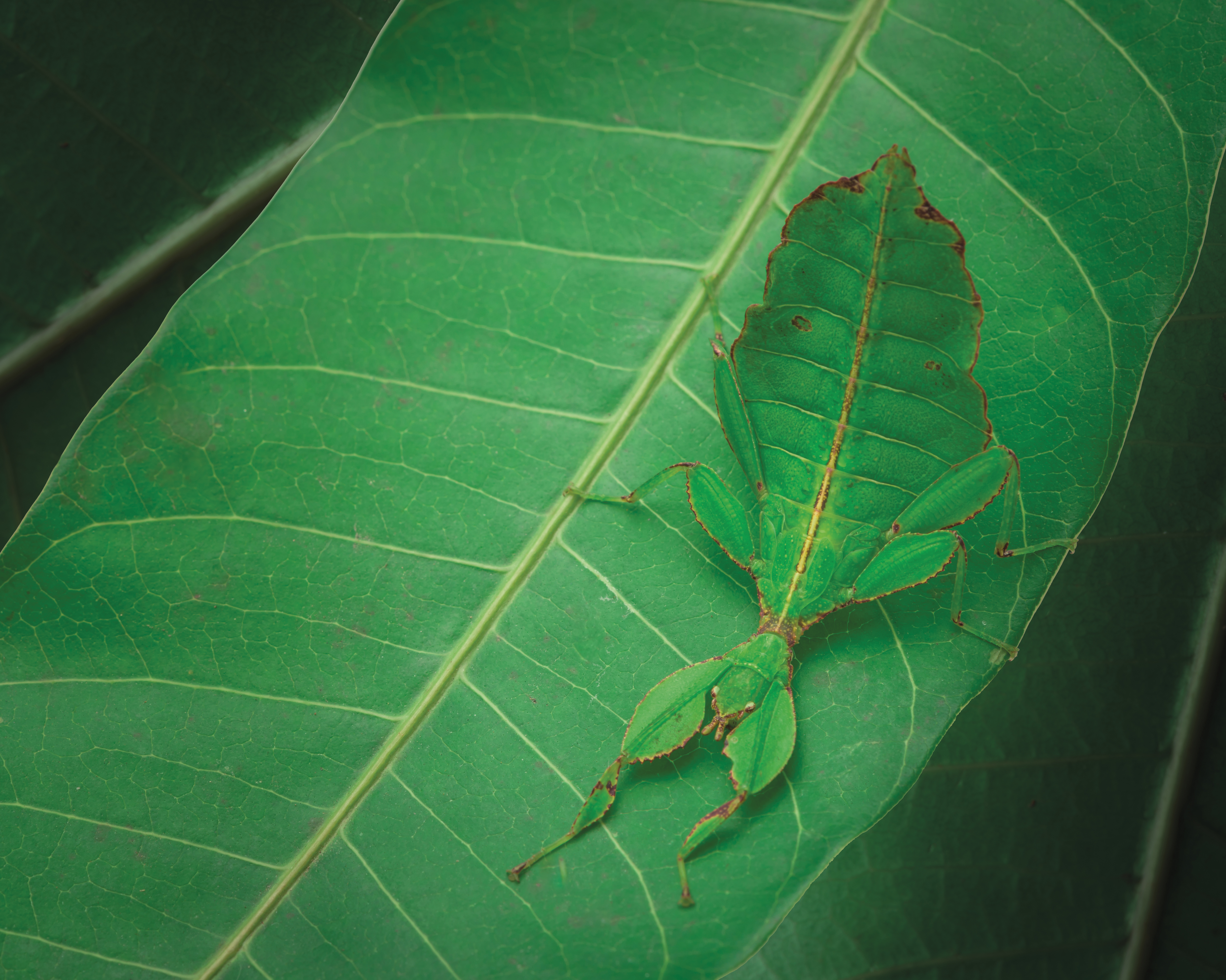 Insecte de la feuille verte sur une feuille verte.