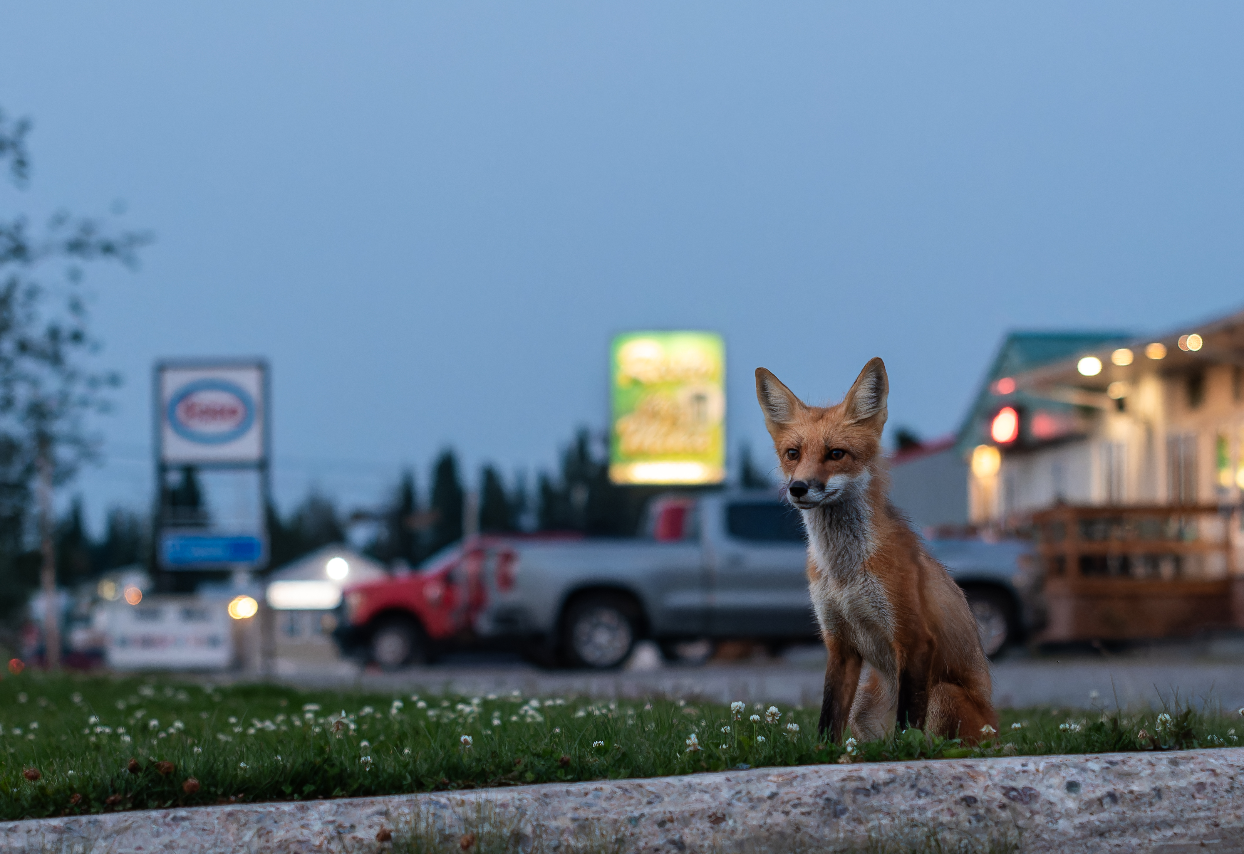 A Fox at Golden Hour