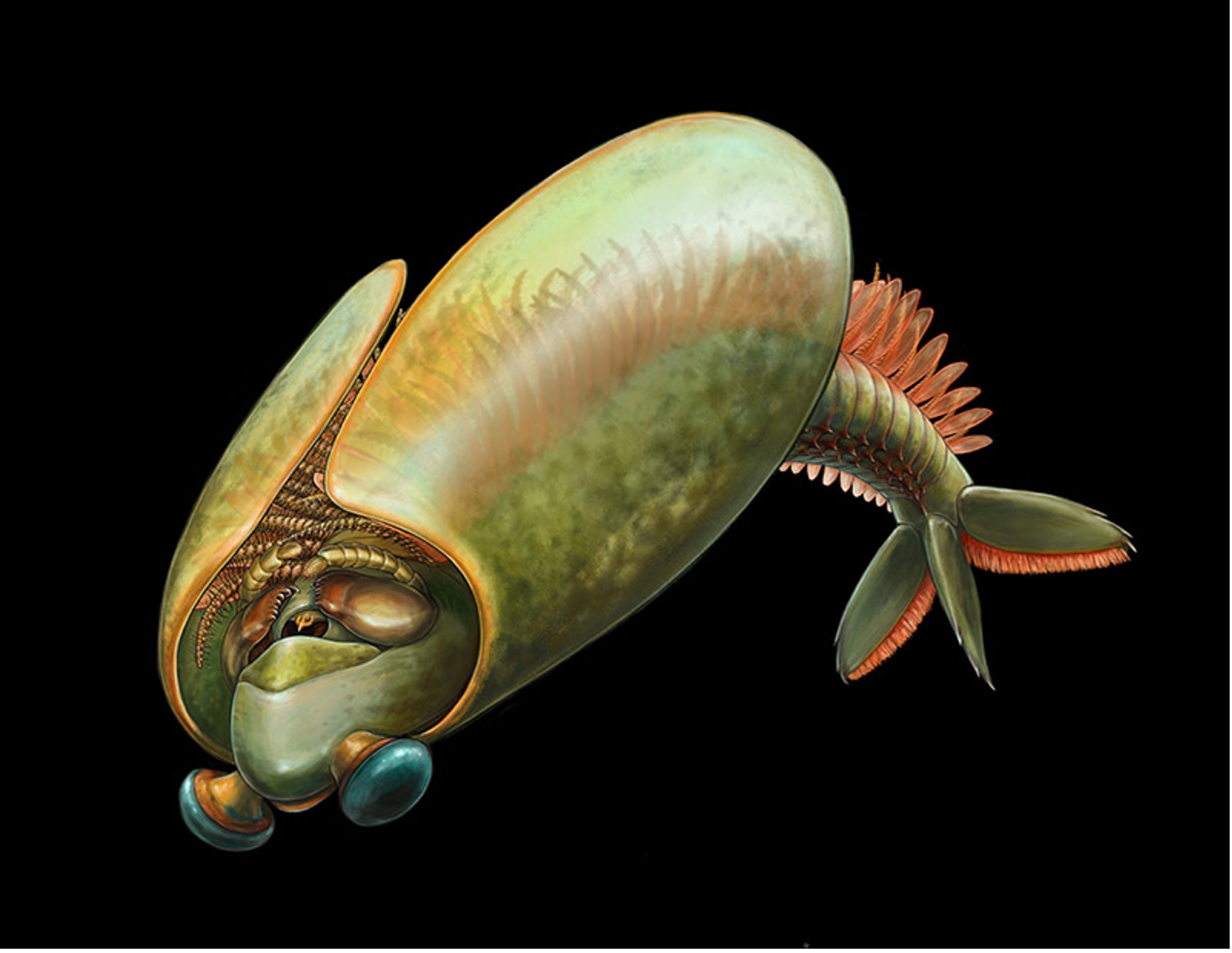 Odaraia, a taco-shaped marine animal that lived during the Cambrian period