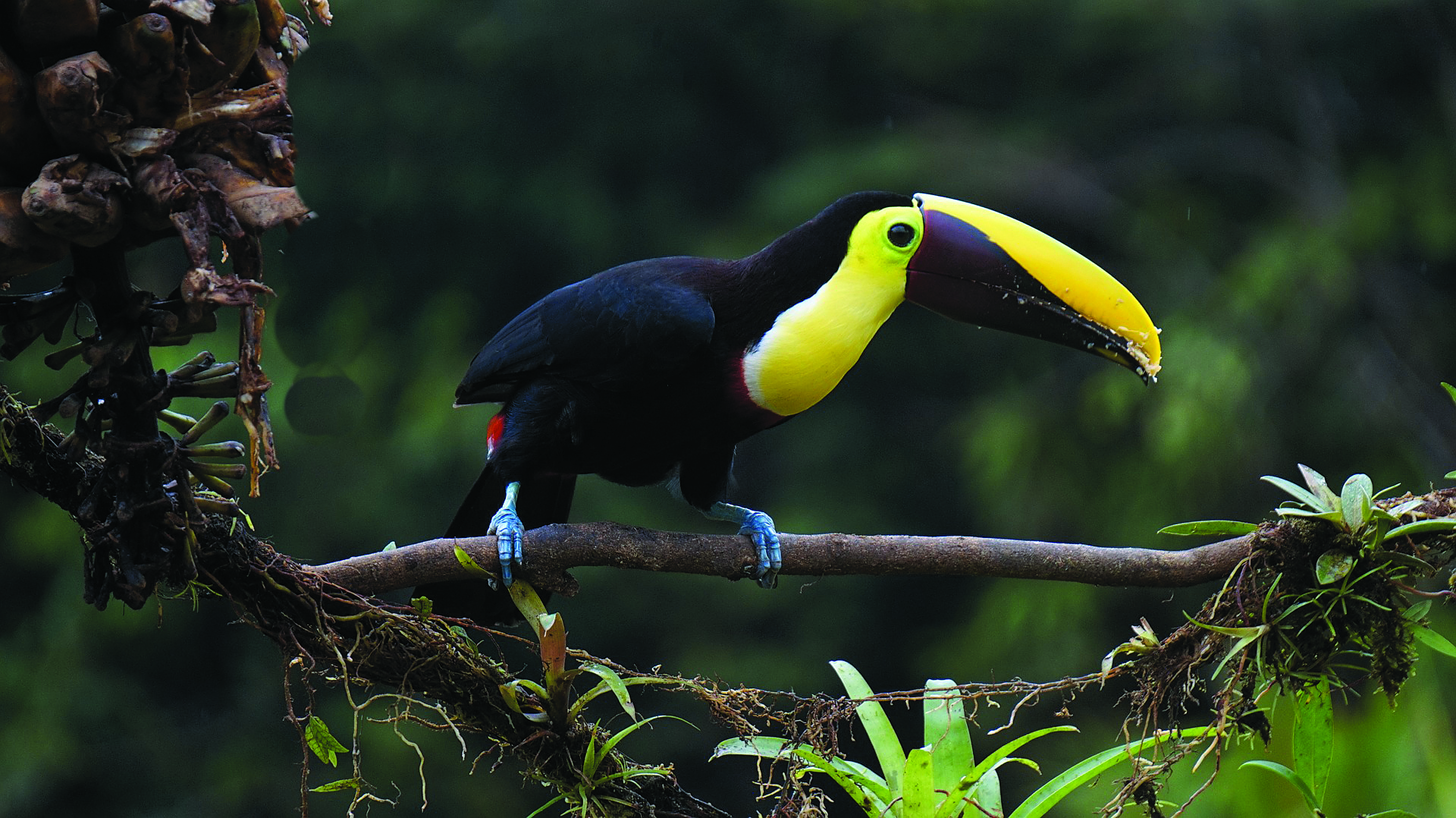 Toucan in a tree