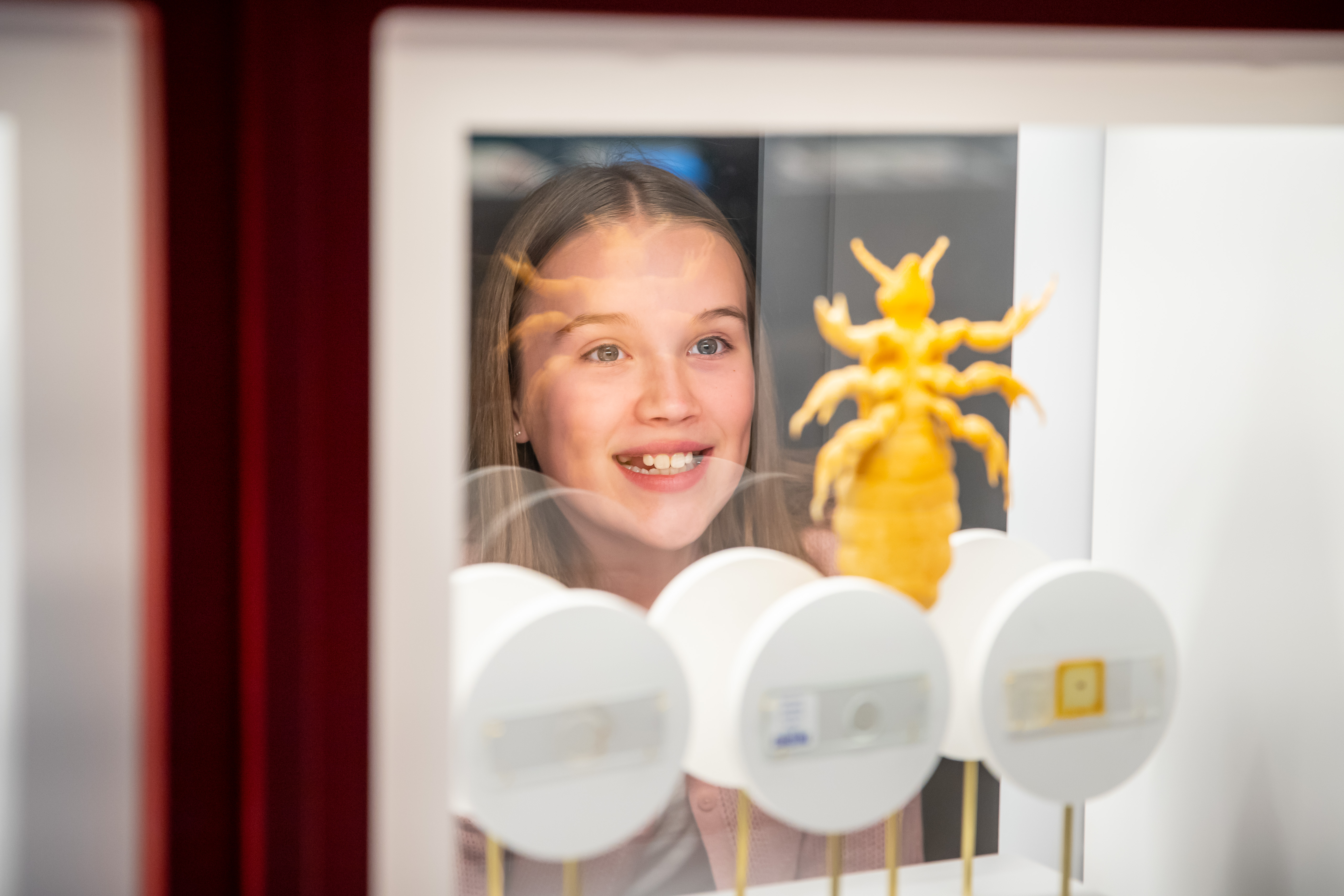 A child looking at a Bloodsucking specimen.