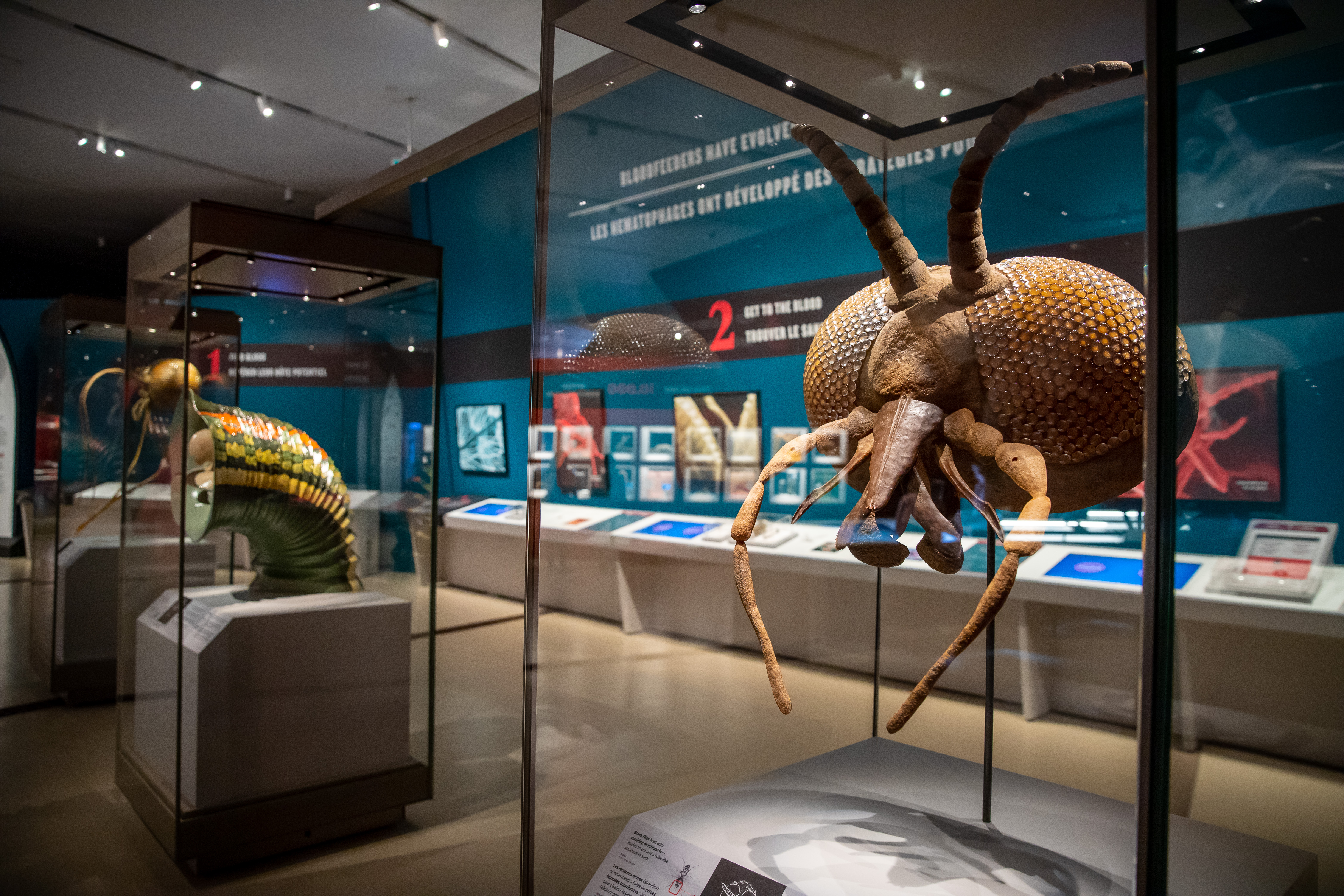 A display of a insect heads in a glass case.