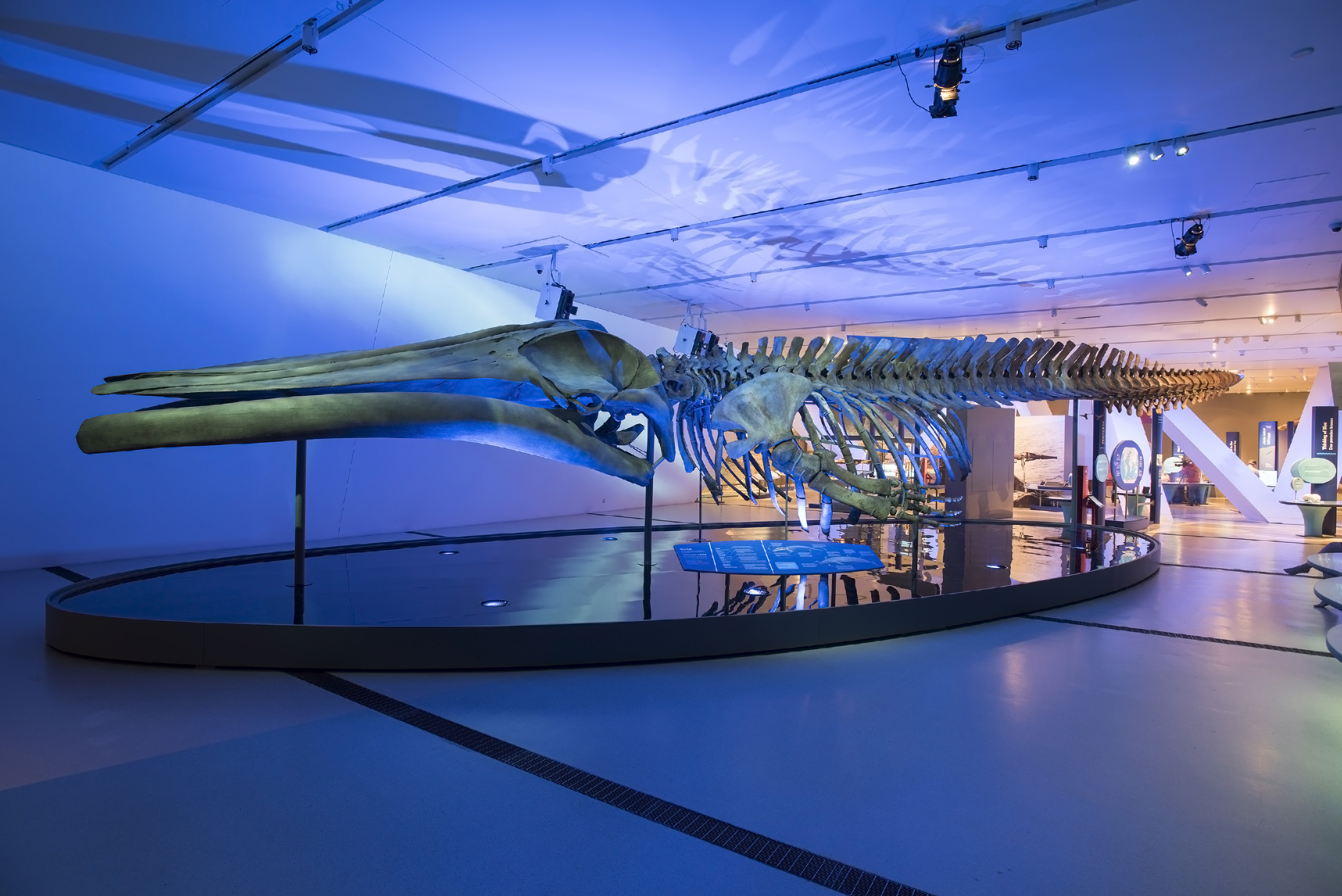 Whale skeleton 