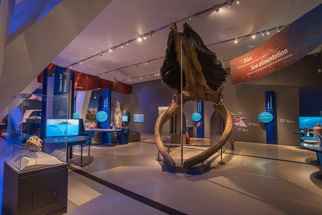 Fossil replica of a whale's mouth