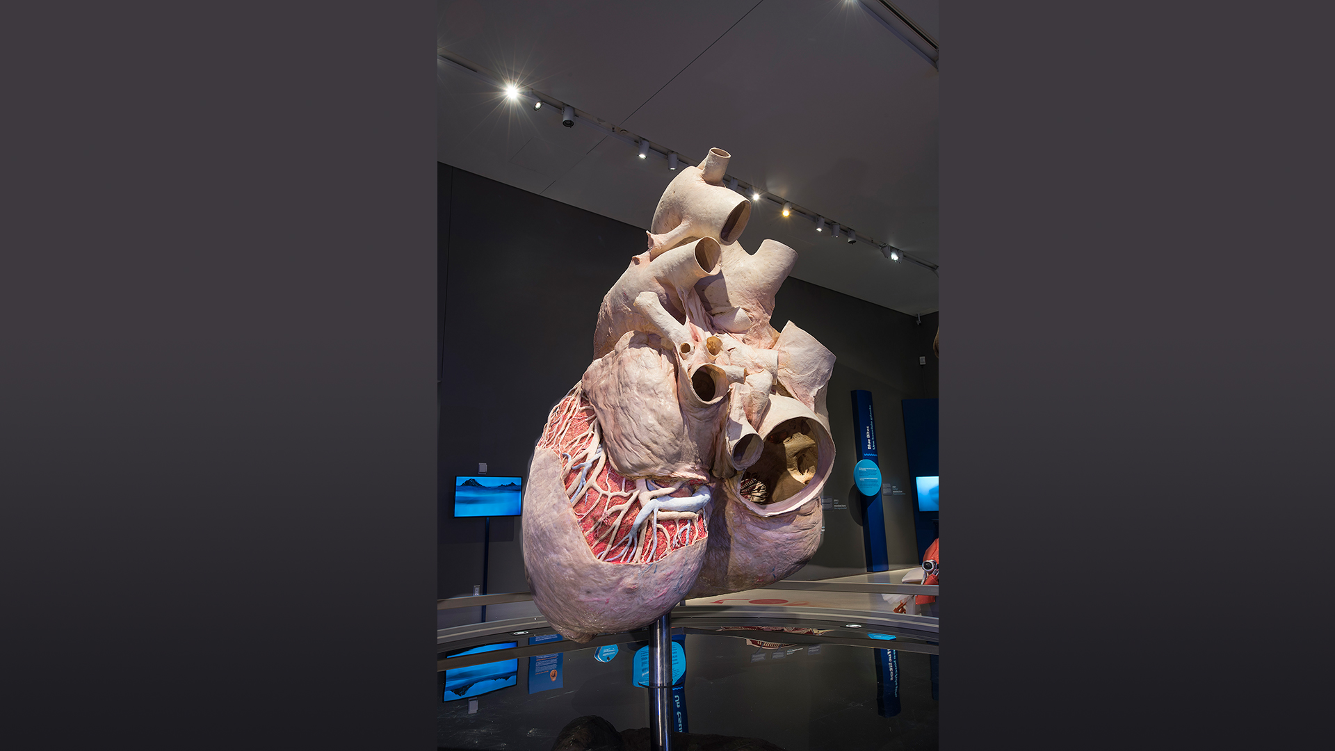 A replica of a whale's heart