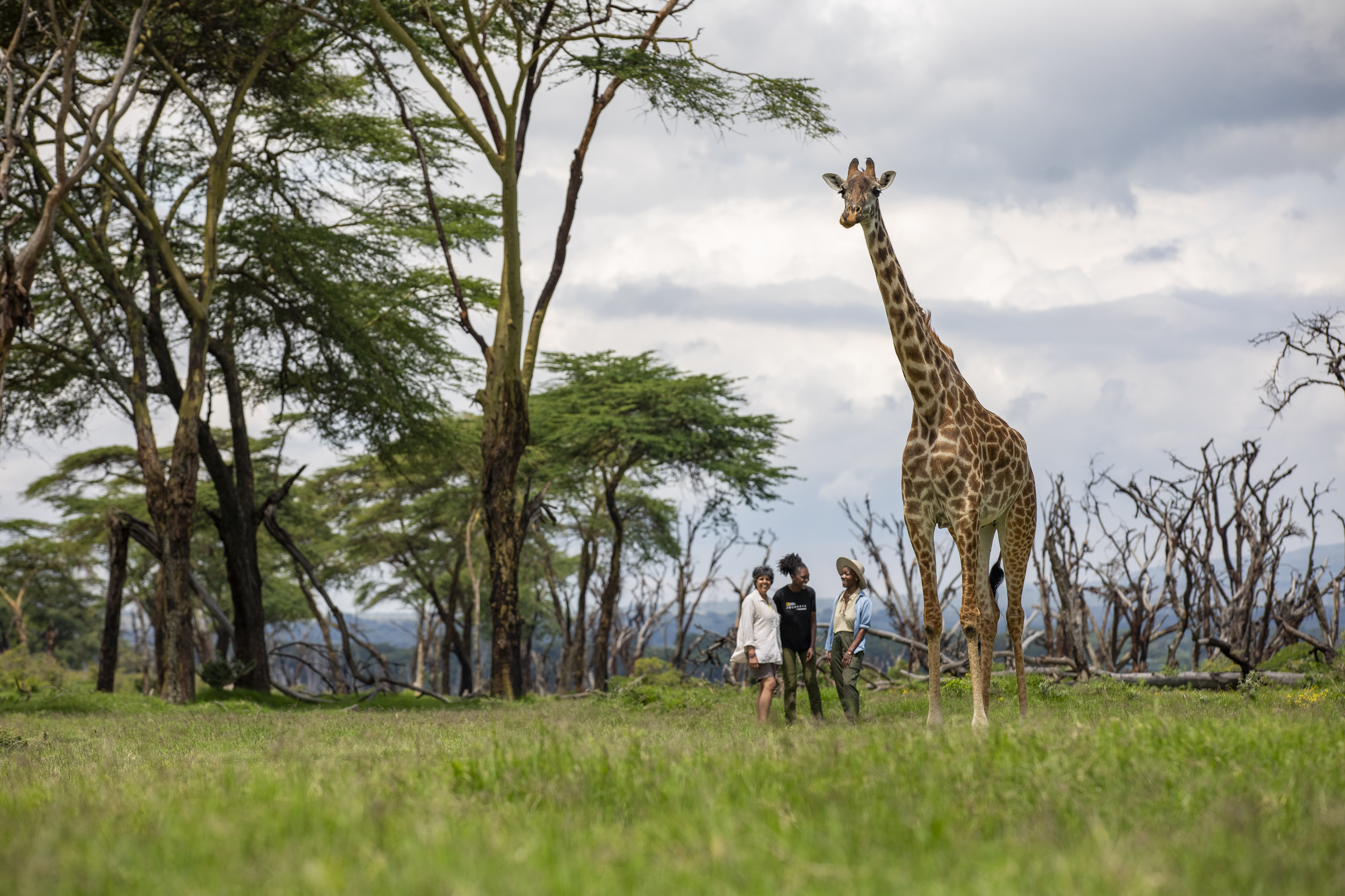 A giraffe standing tall in a large green field