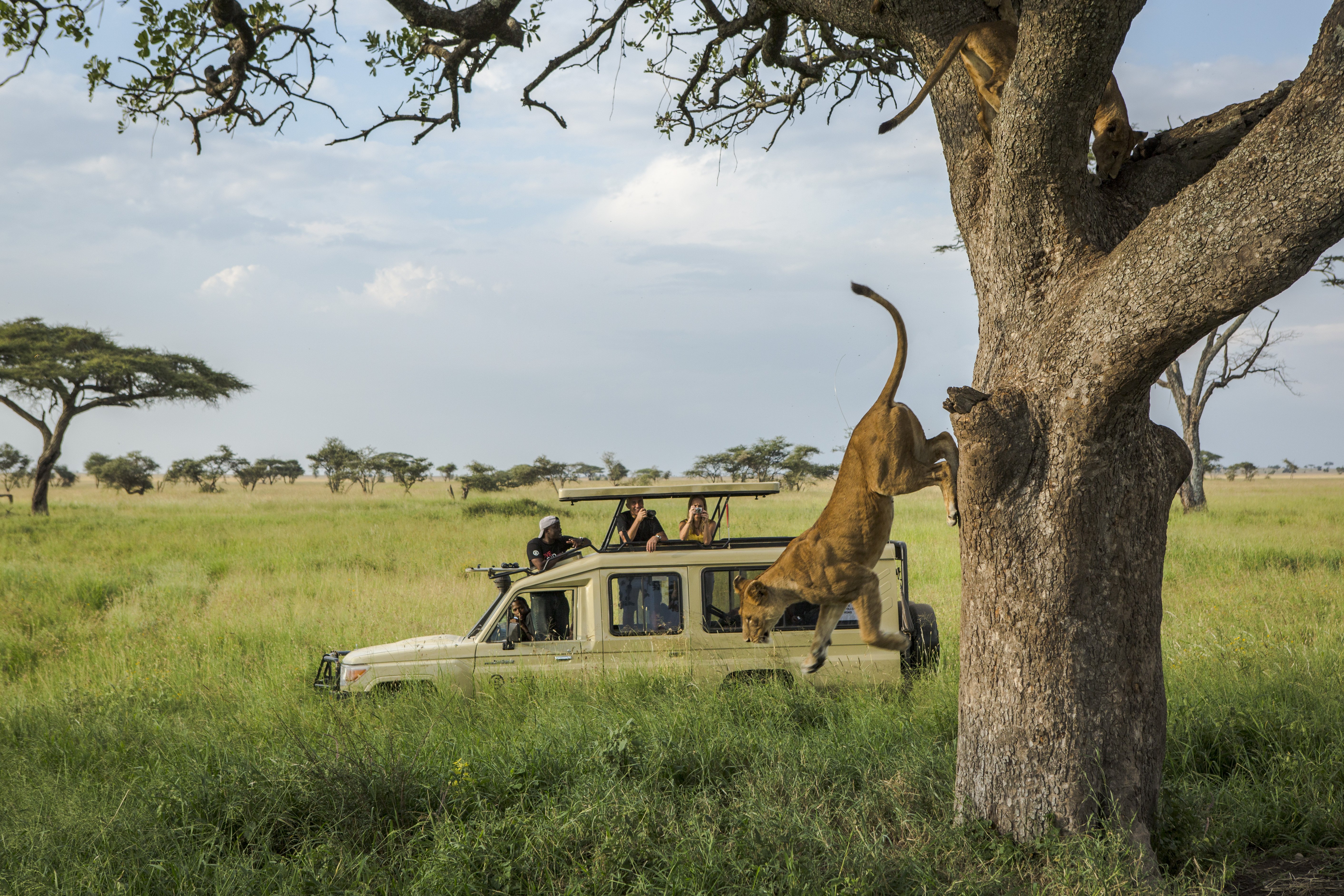 A white safari truck parked in a green field near a tree with a lion jumping off the roof.