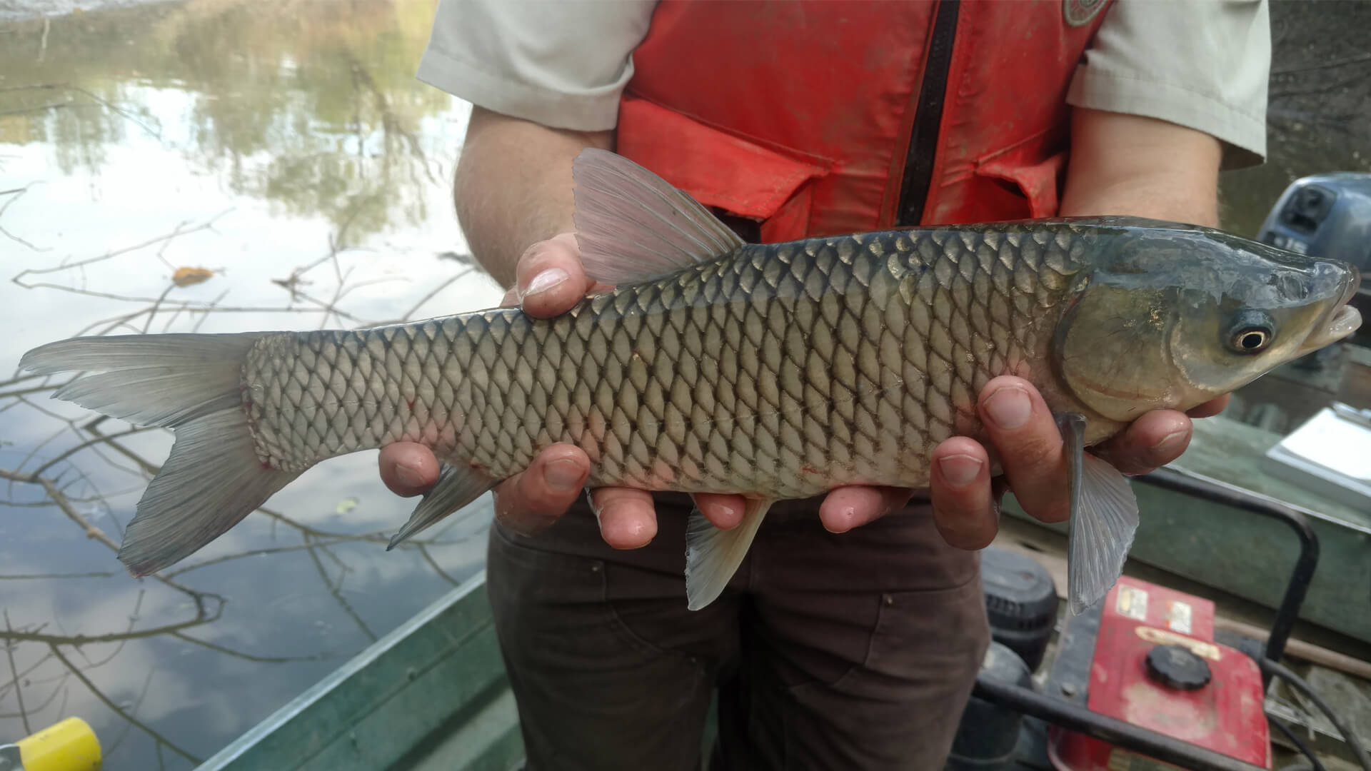 Grass carp