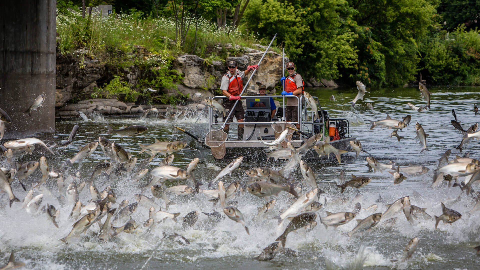 Jumping silver carp