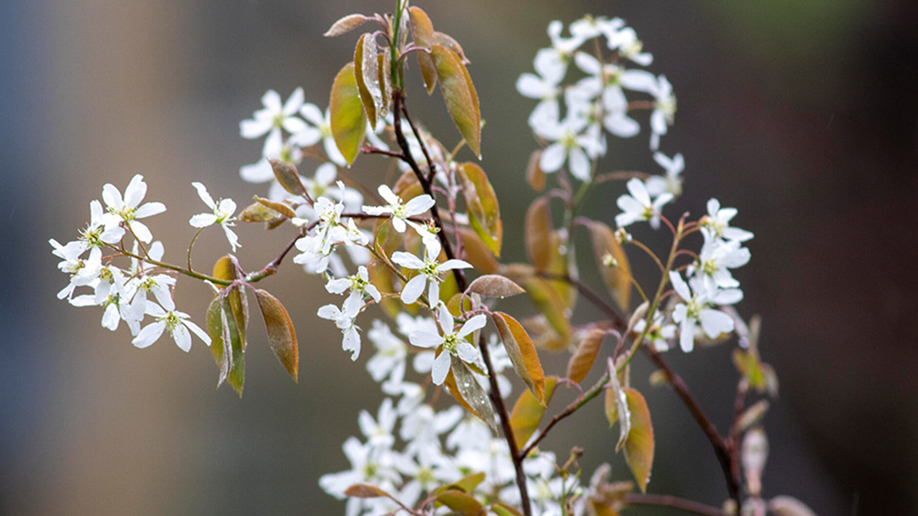 Smooth serviceberry.