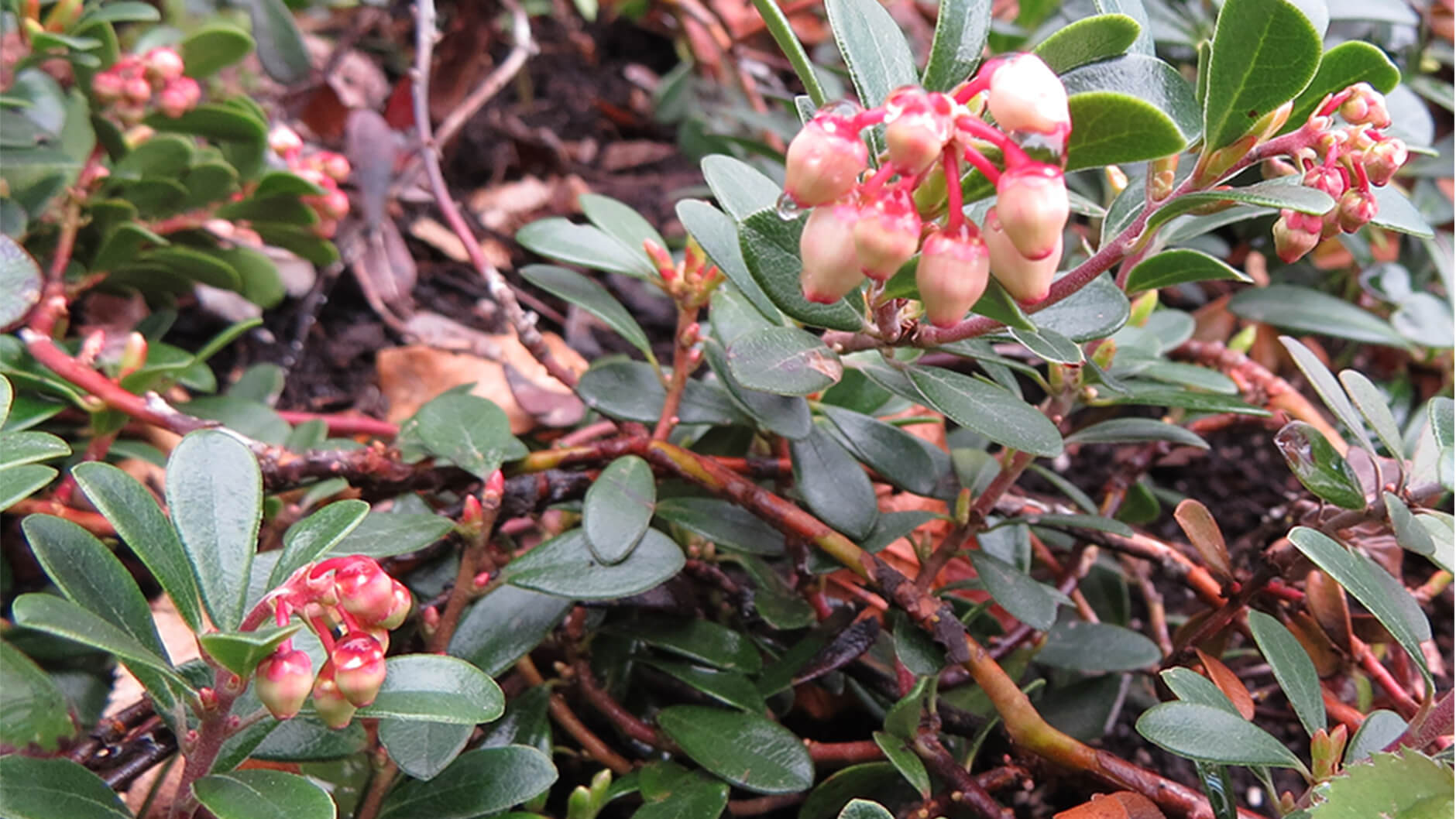 Bearberry.