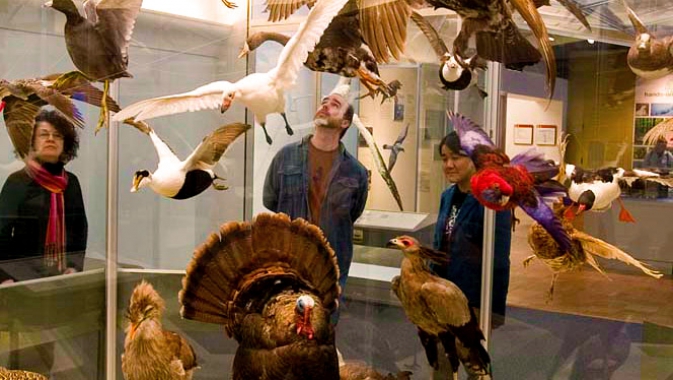 Birds, Ornithology, taxidermy specimens, ROM's Bird Gallery