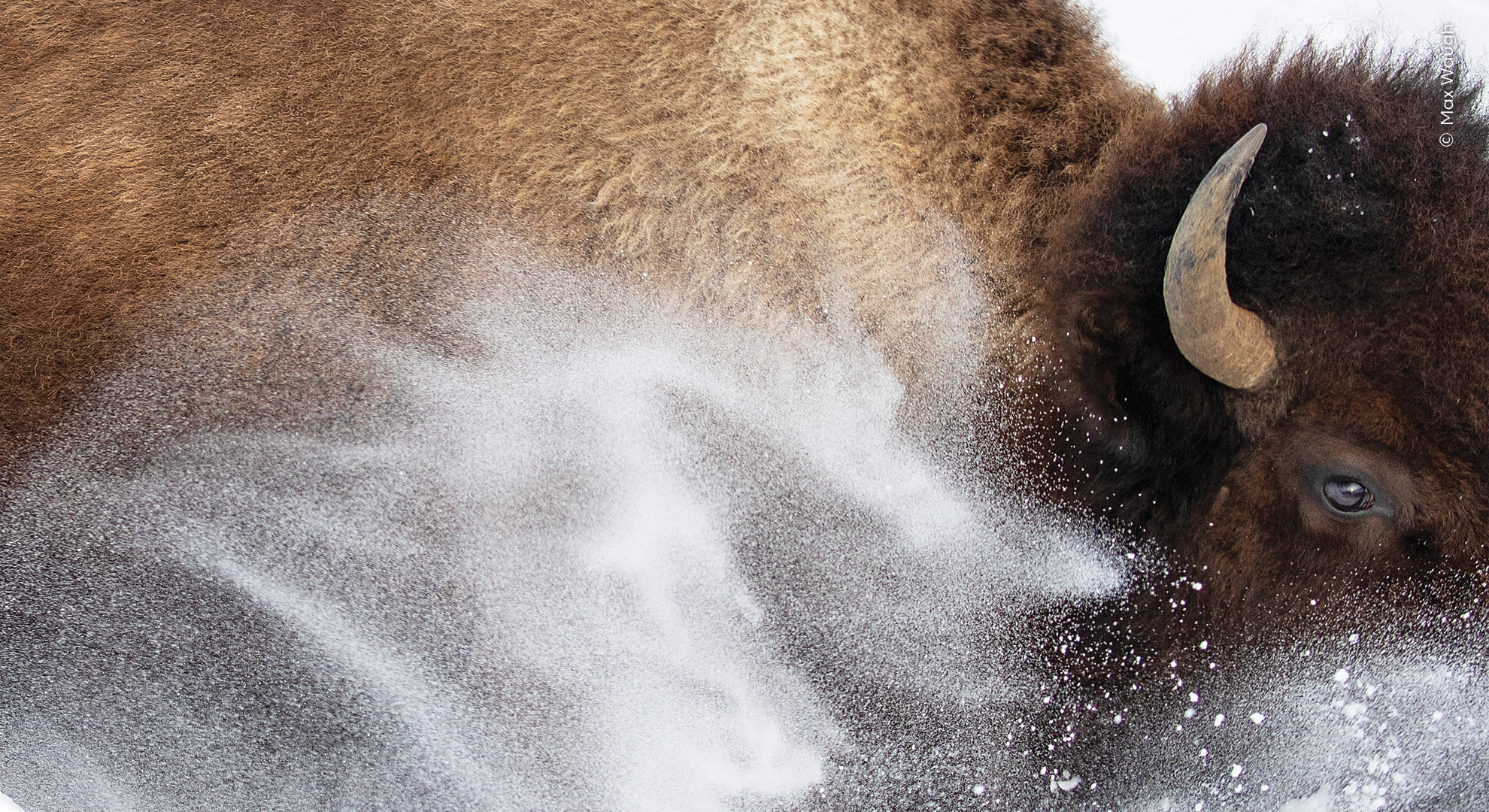 American bison seen through a spray of snow.