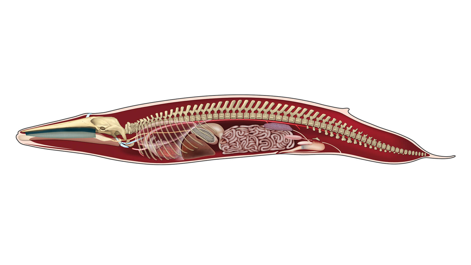 Illustration de l'anatomie de la baleine bleue.