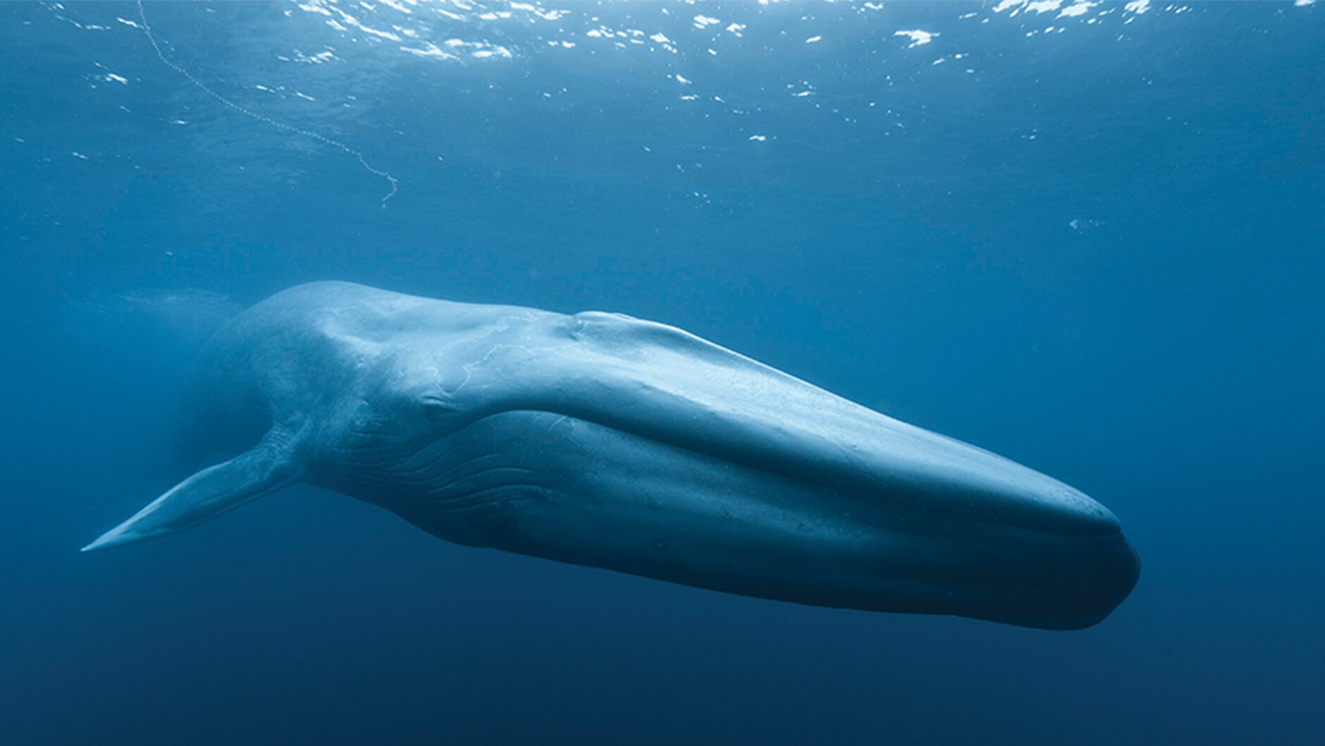 Baleine bleue.