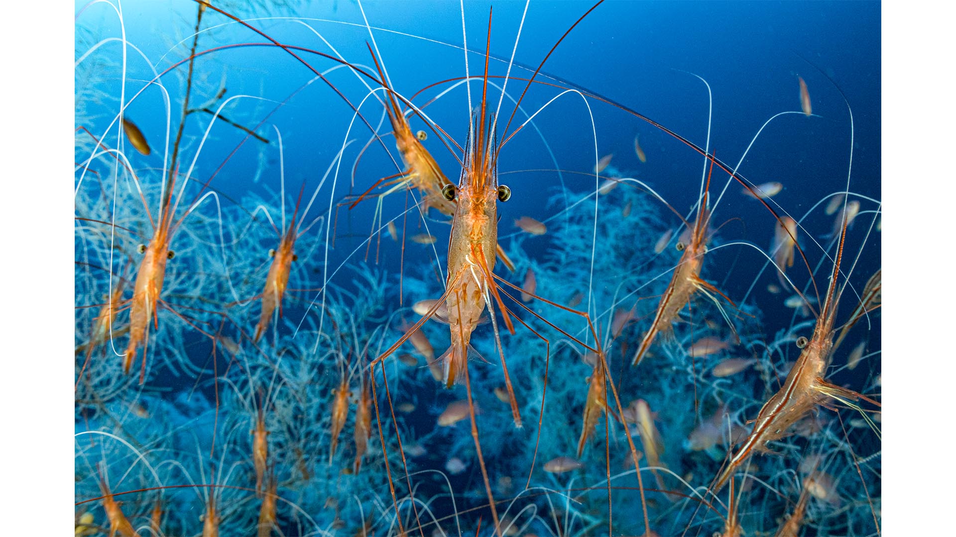 Image of shrimp underwater