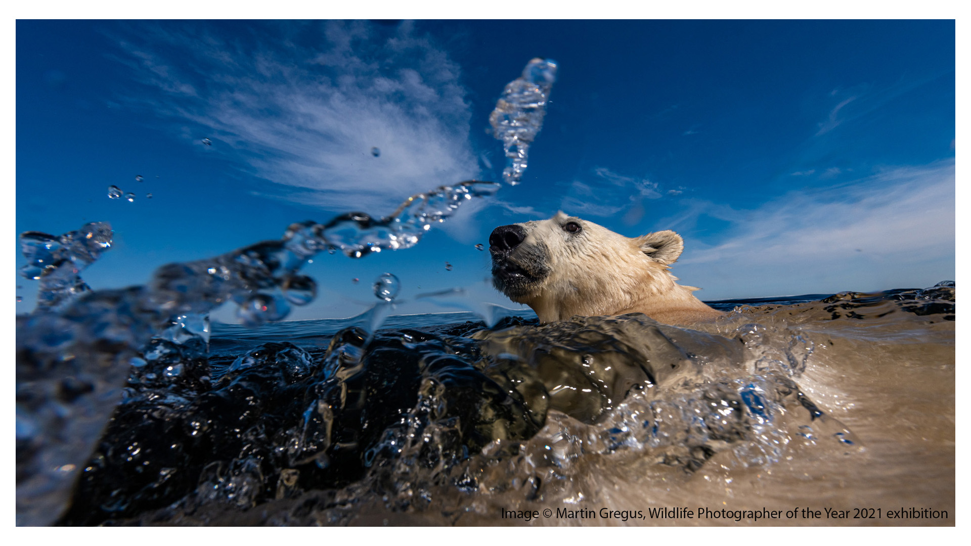 Wildlife Photographer Of The Year 2022 | Royal Ontario Museum