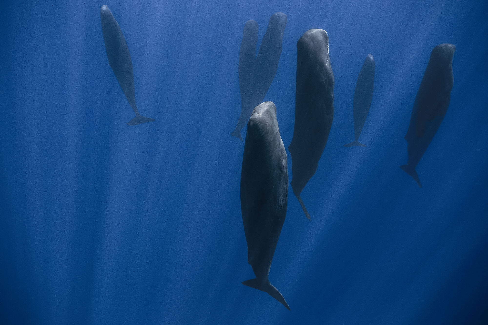 Sleeping Sperm Whales