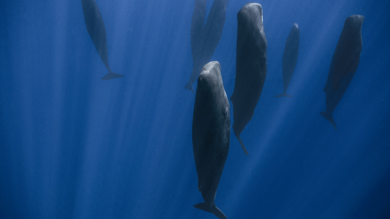 Sleeping sperm whales.