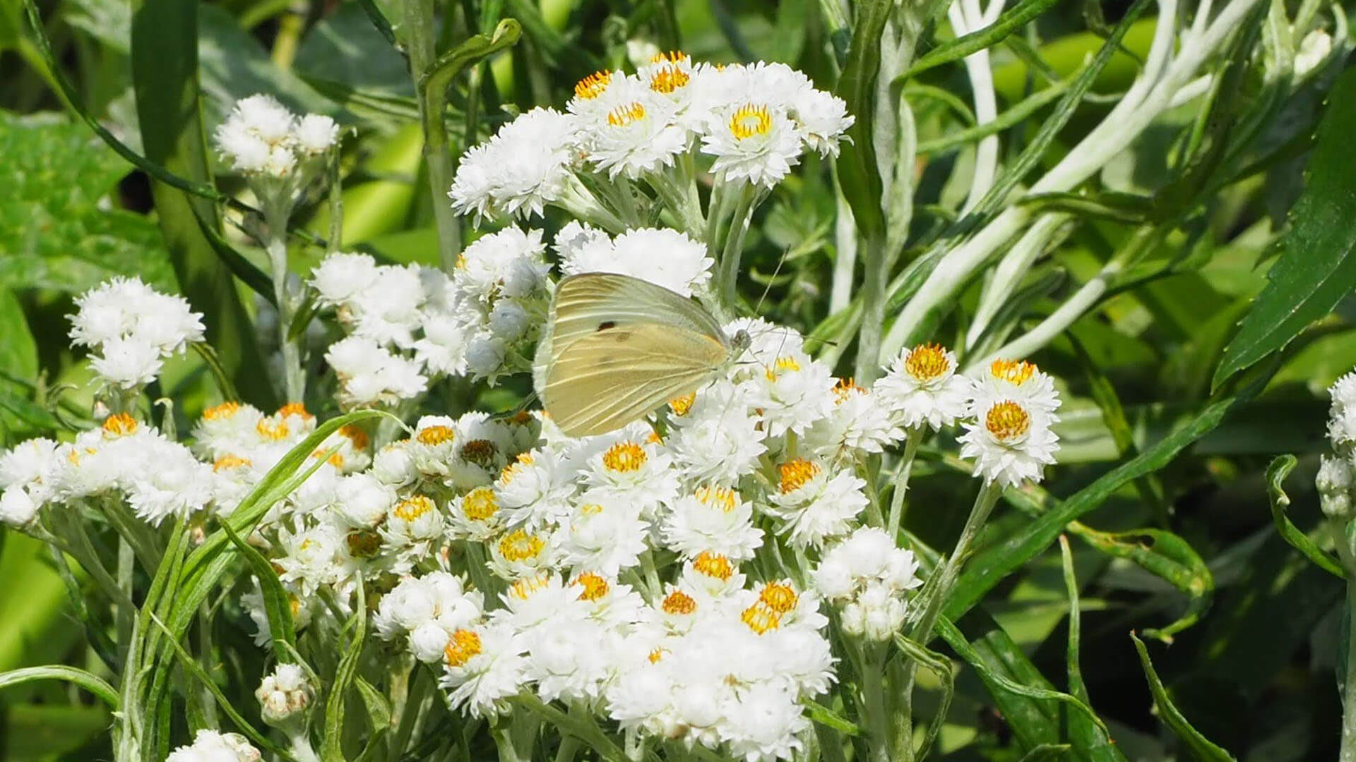 The Cabbage White butterfly.