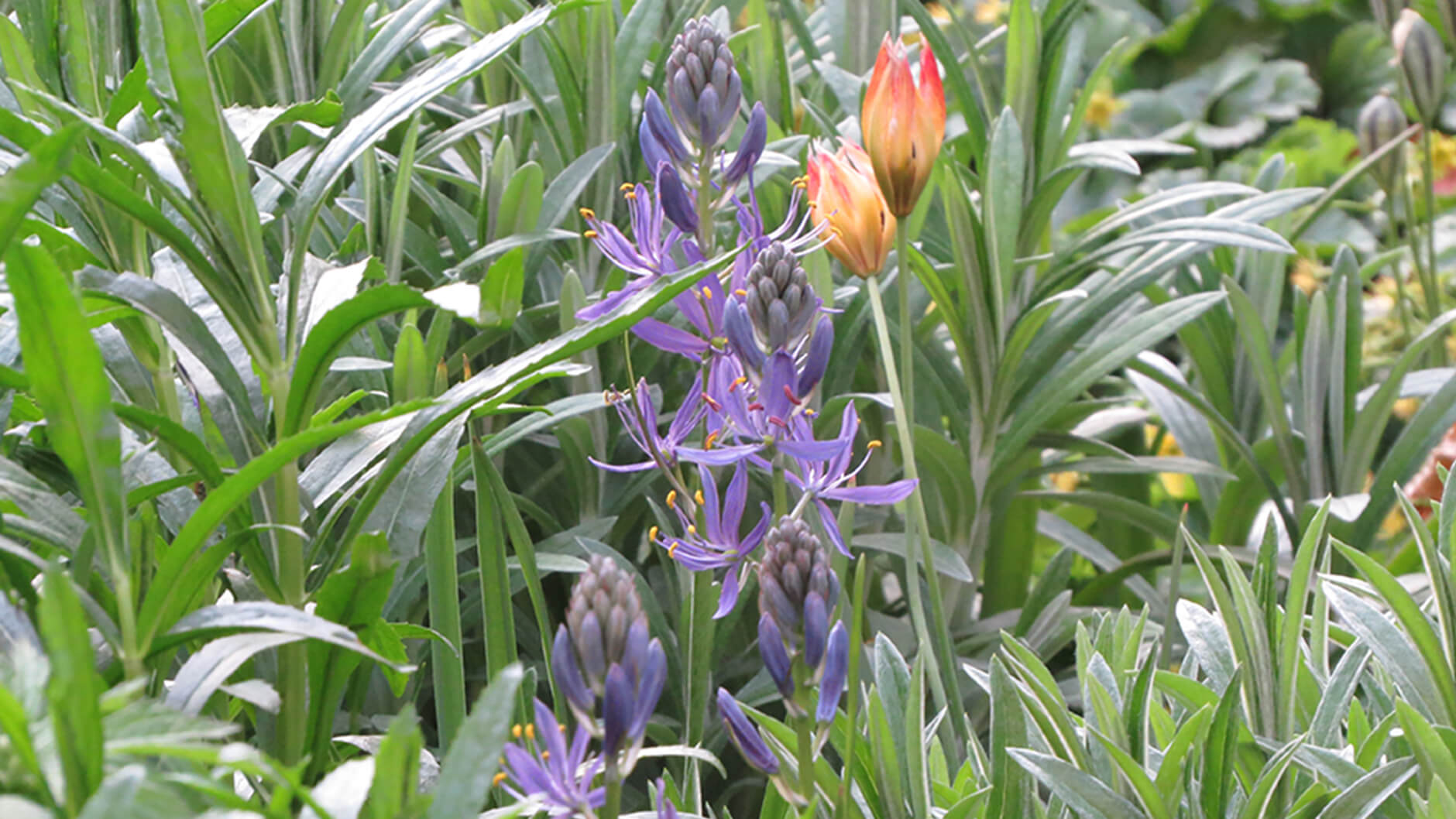 Camassia leichtlinii.