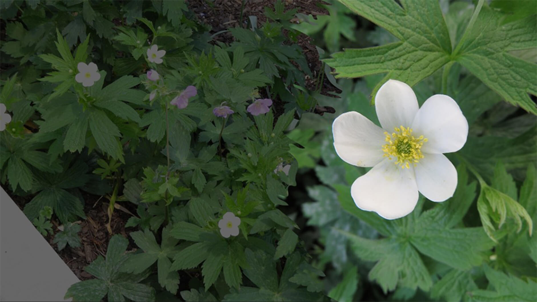 Canada anemone.