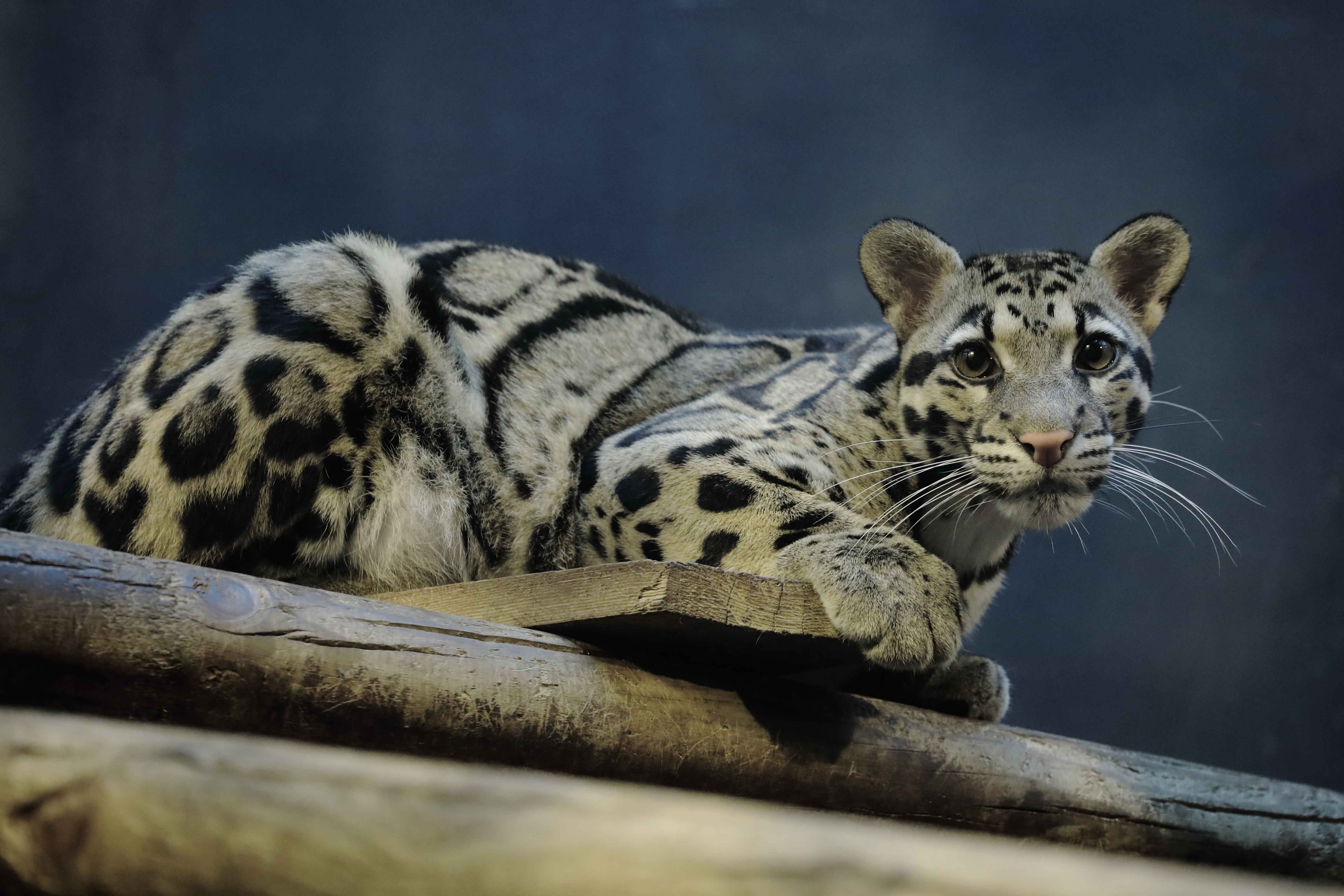 Clouded leopard