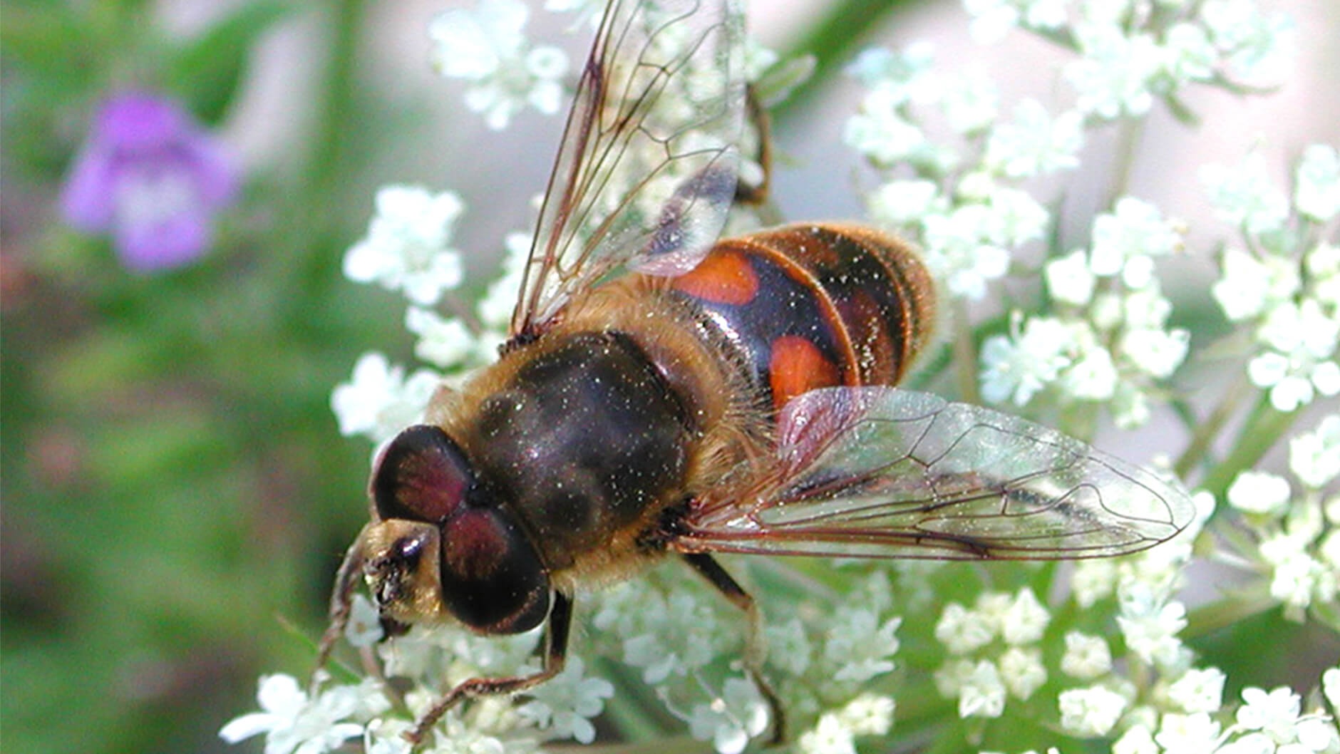 Le drone commun vole.