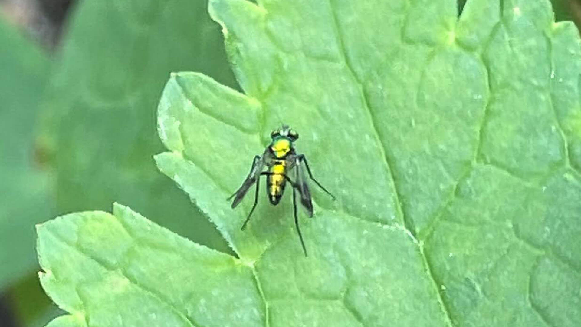 The long-legged fly.