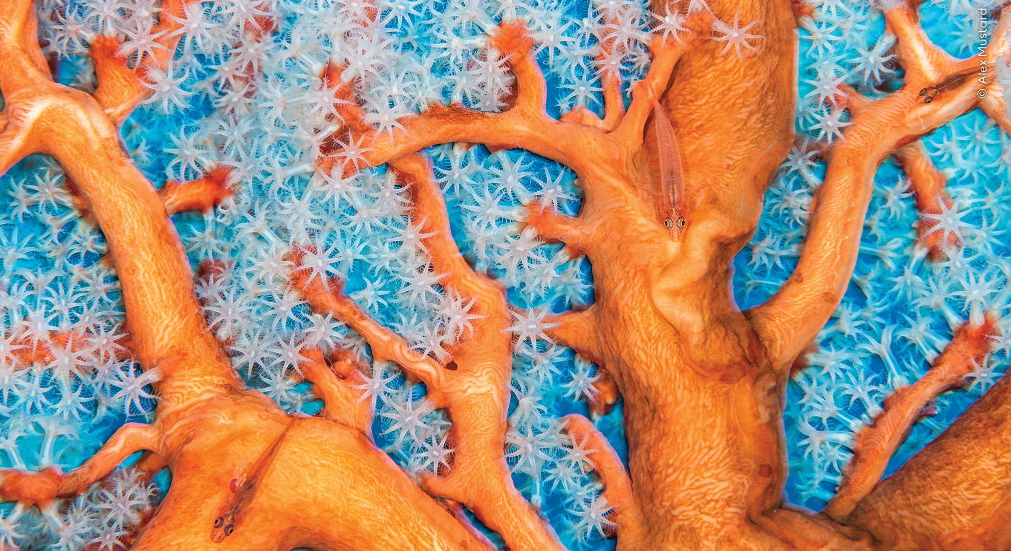 Close up orange and white coral with small orange fish swimming within.