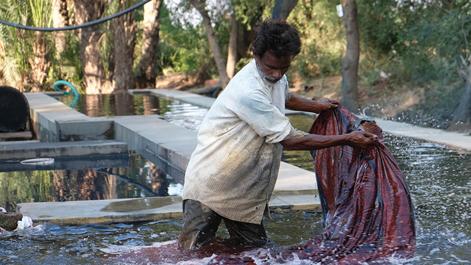 Cotton dyers rinsing fabric in rainwater