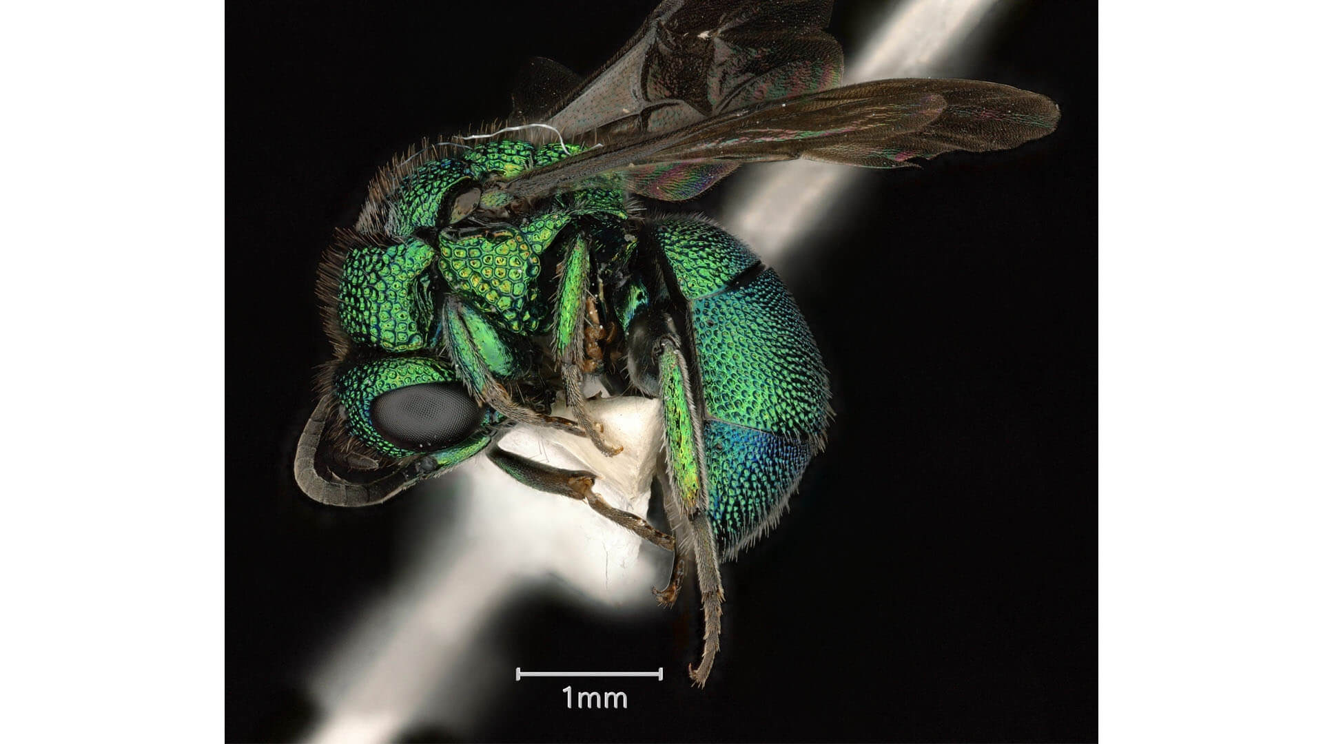 Photograph of a cuckoo wasp.