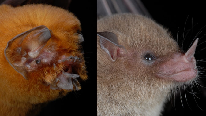 close up showing the physical characteristic differences of two types of bats