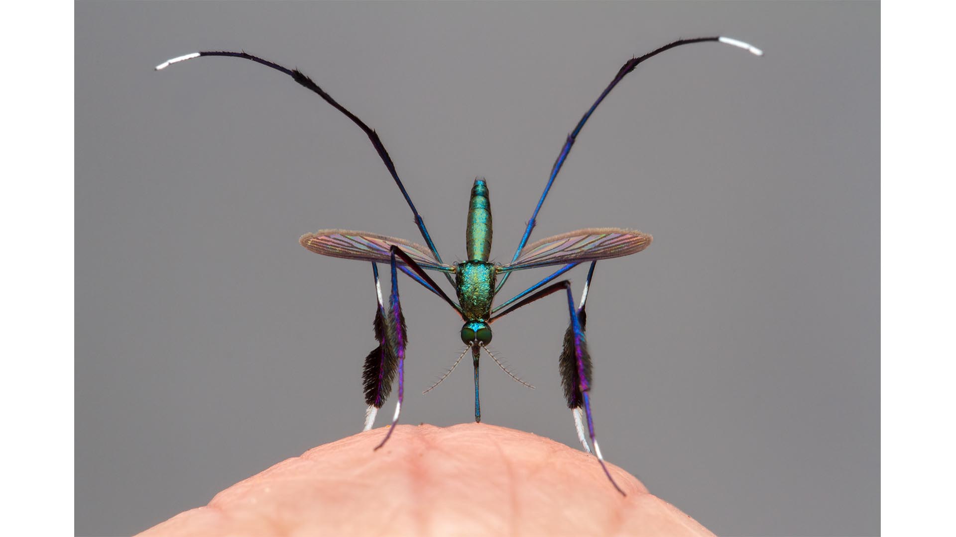 Close-up of of mosquito