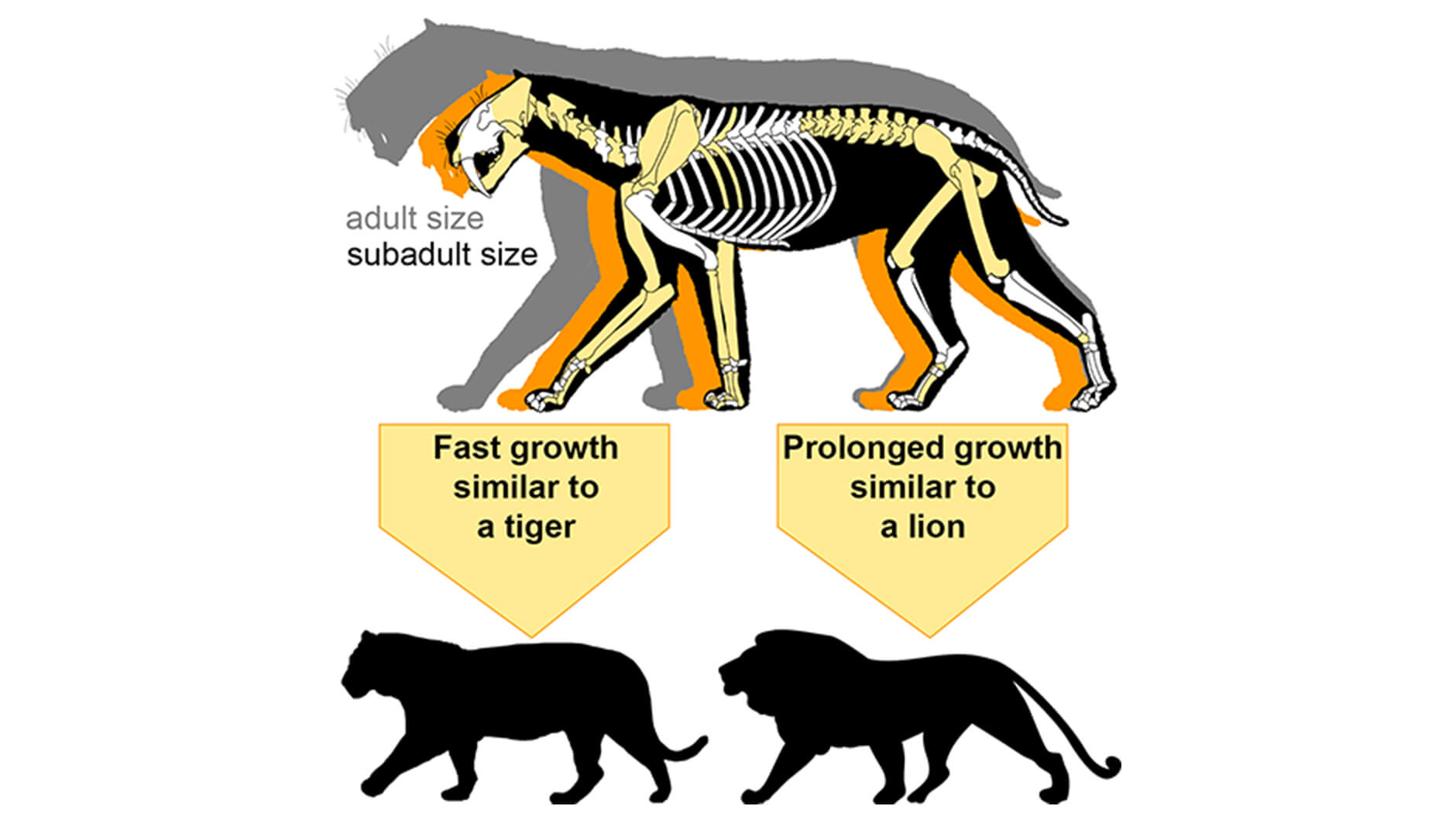 Comparaison de la taille des chats à dents de sabre adultes et subadultes.