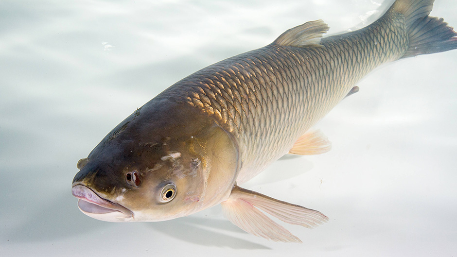 Grass carp