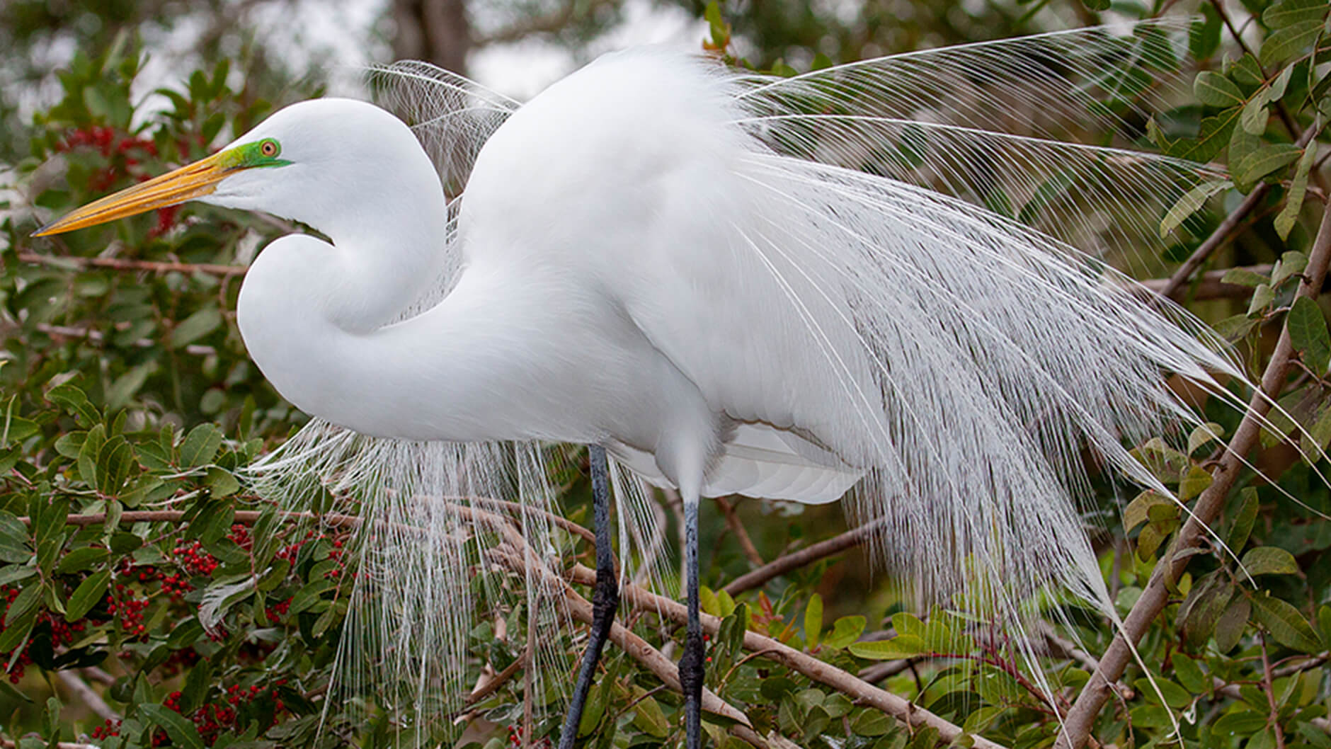 Egrets we have a few.