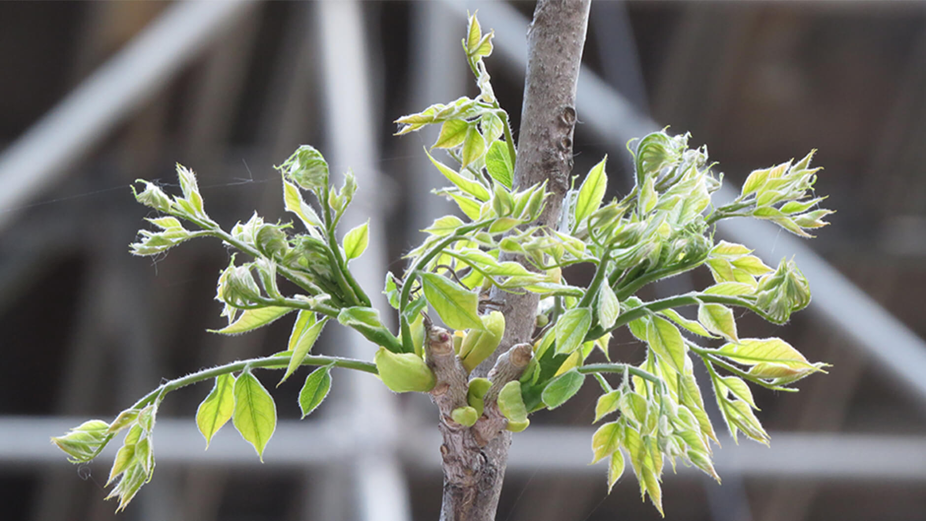 Gymnocladus dioicus.