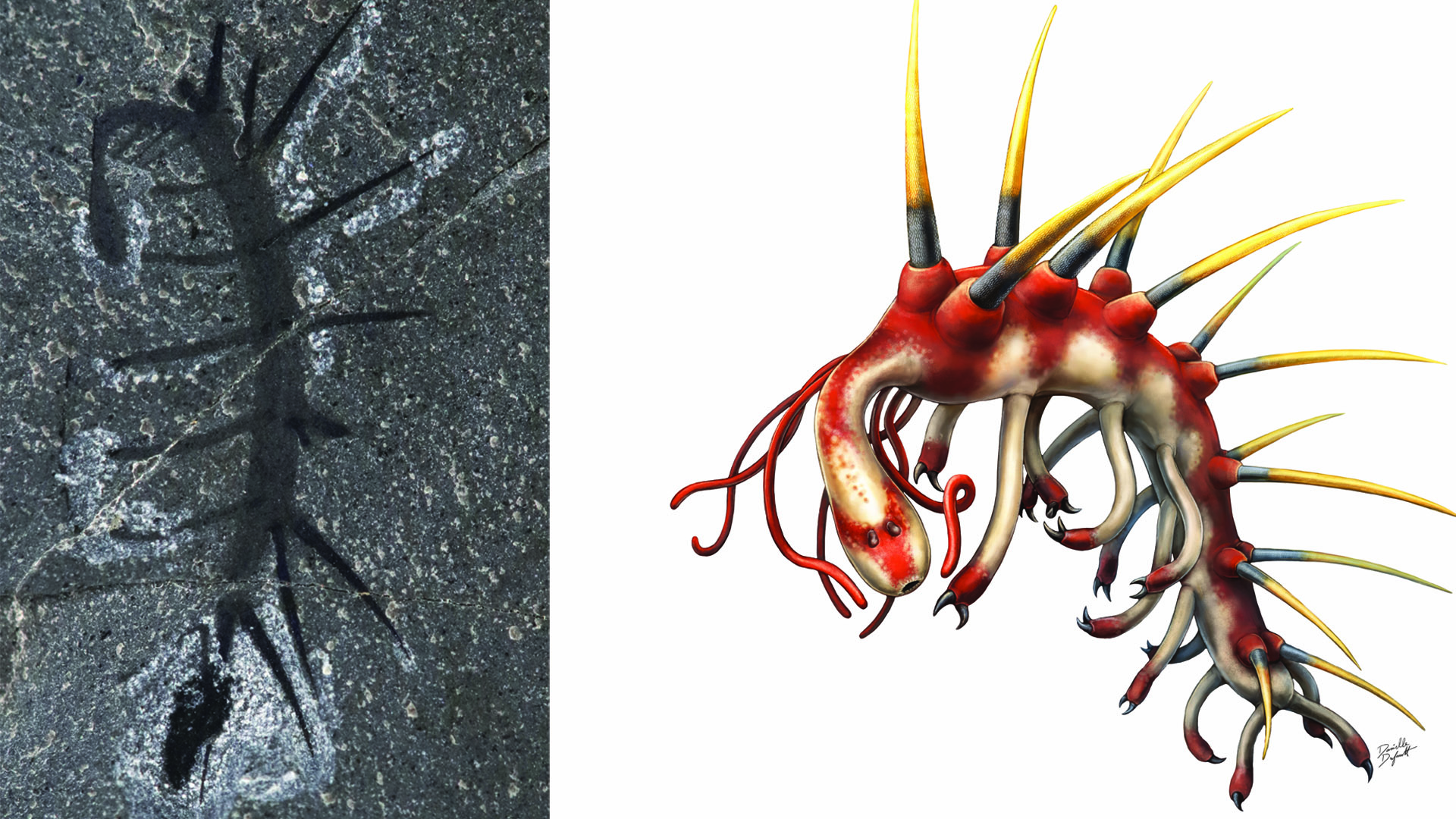 Hallucigenia sparsa is one of the strangest animals of the Burgess Shale. This worm-like animal had distinctive paired spines and elongated legs, and probably used its tiny claws to climb on surfaces like sponges.